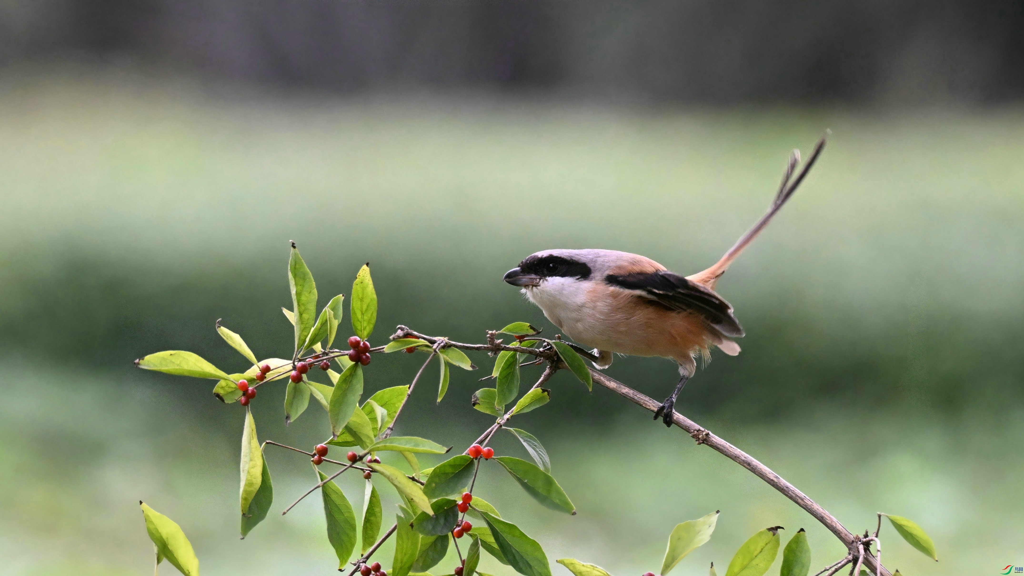 DSC_0525.JPG