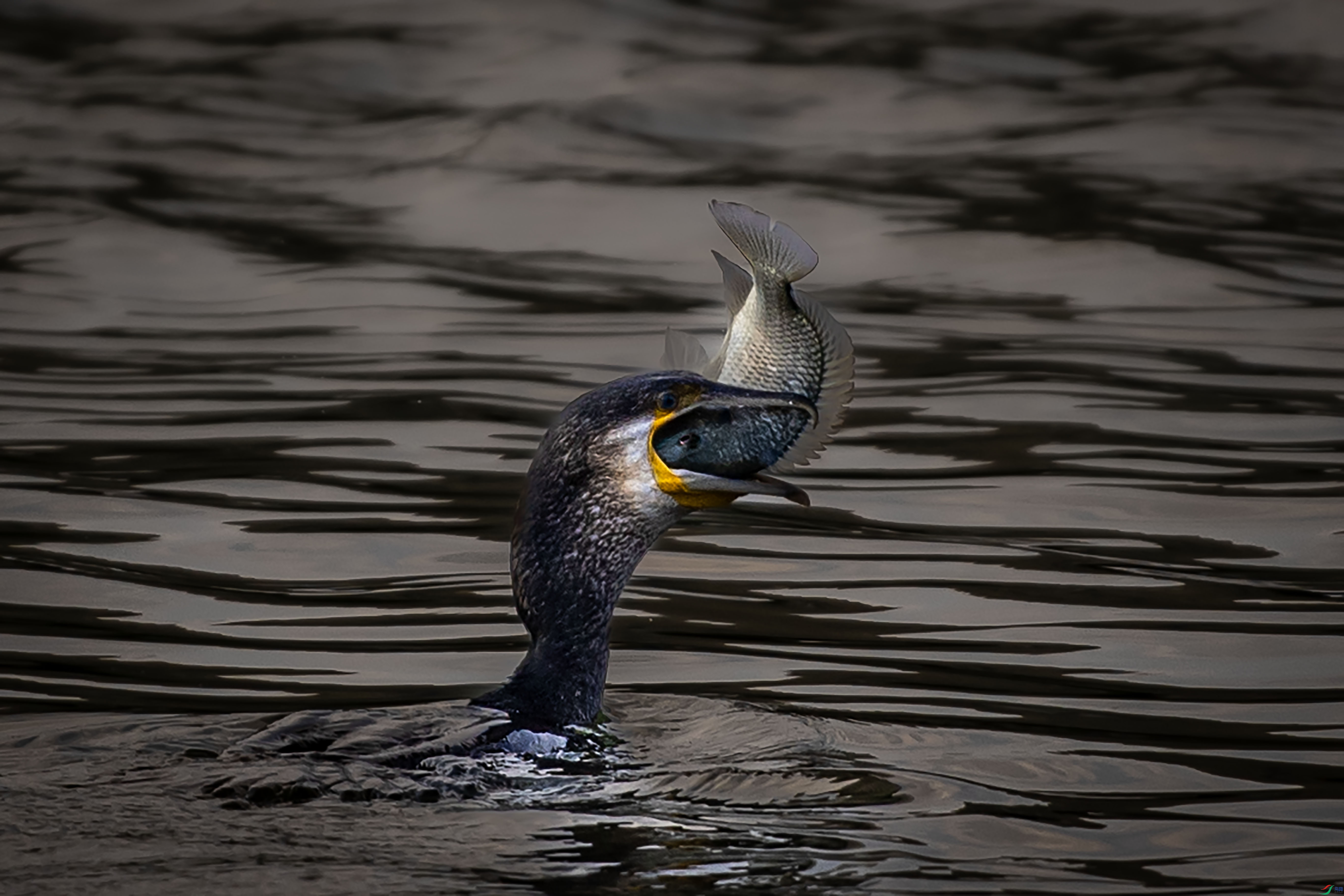 A97I0968 ����.jpg