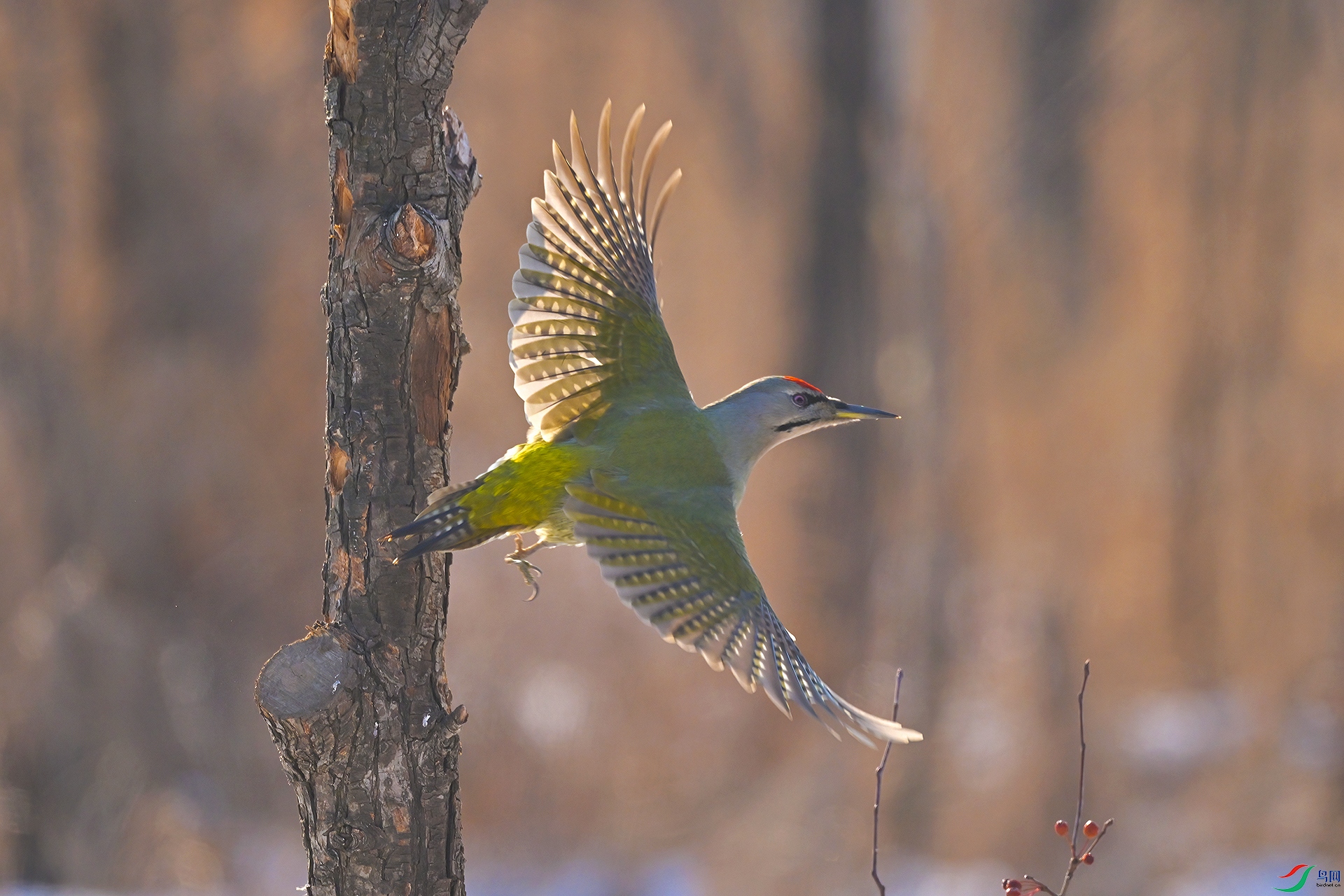 DSC_1921.jpg