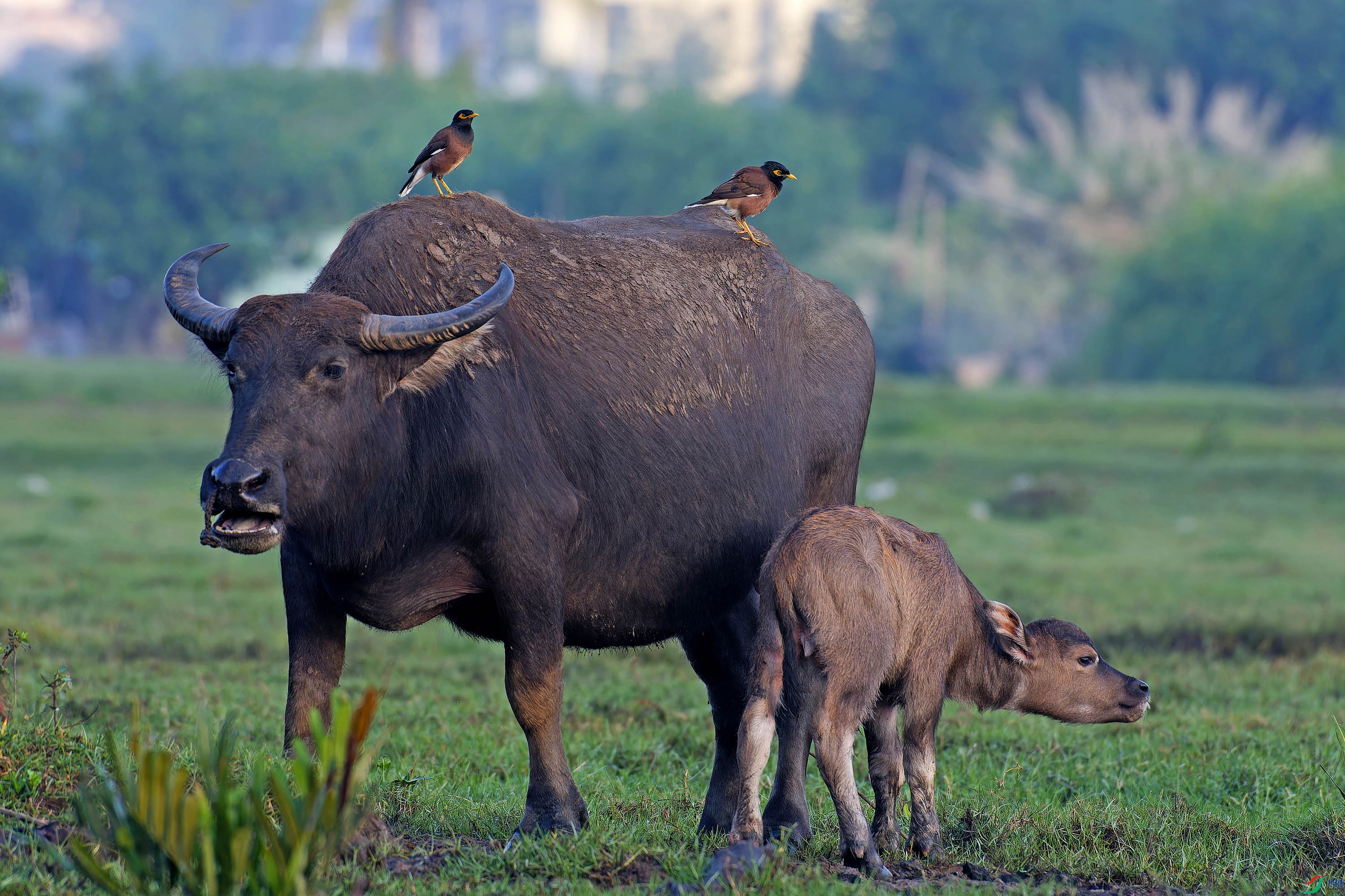 DSC_8504-NEF_DxO_DeepPRIMEXD - ����.jpg