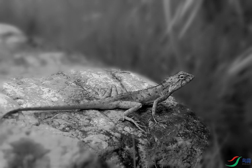 DSC_6600.JPG