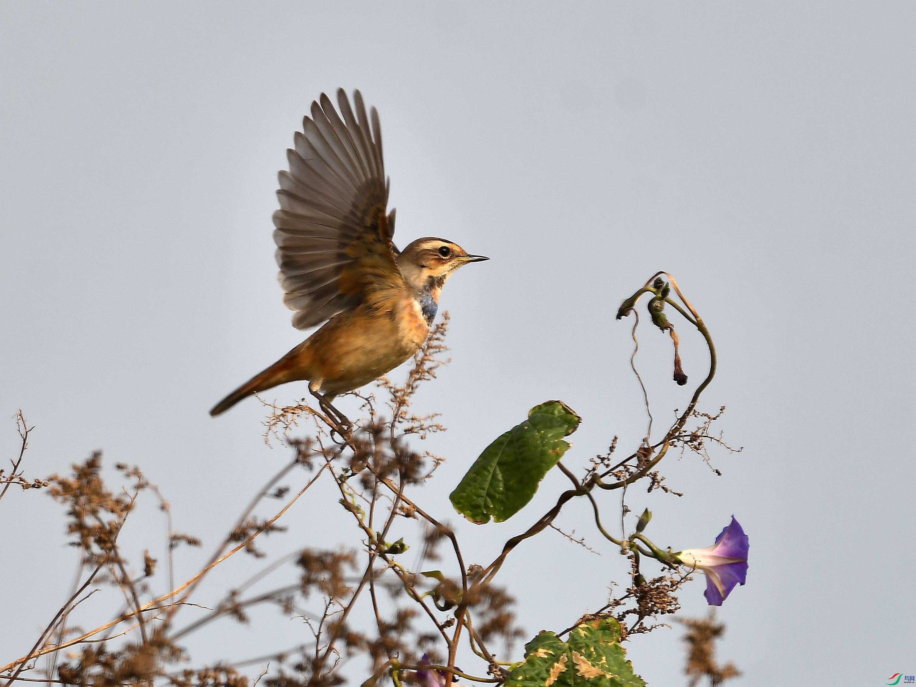 DSC_7206.jpg