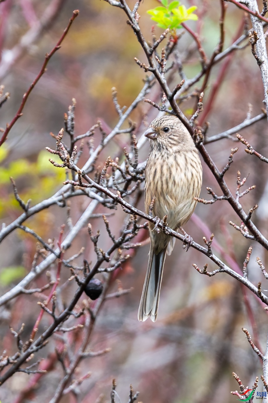 DSC_6491.jpg