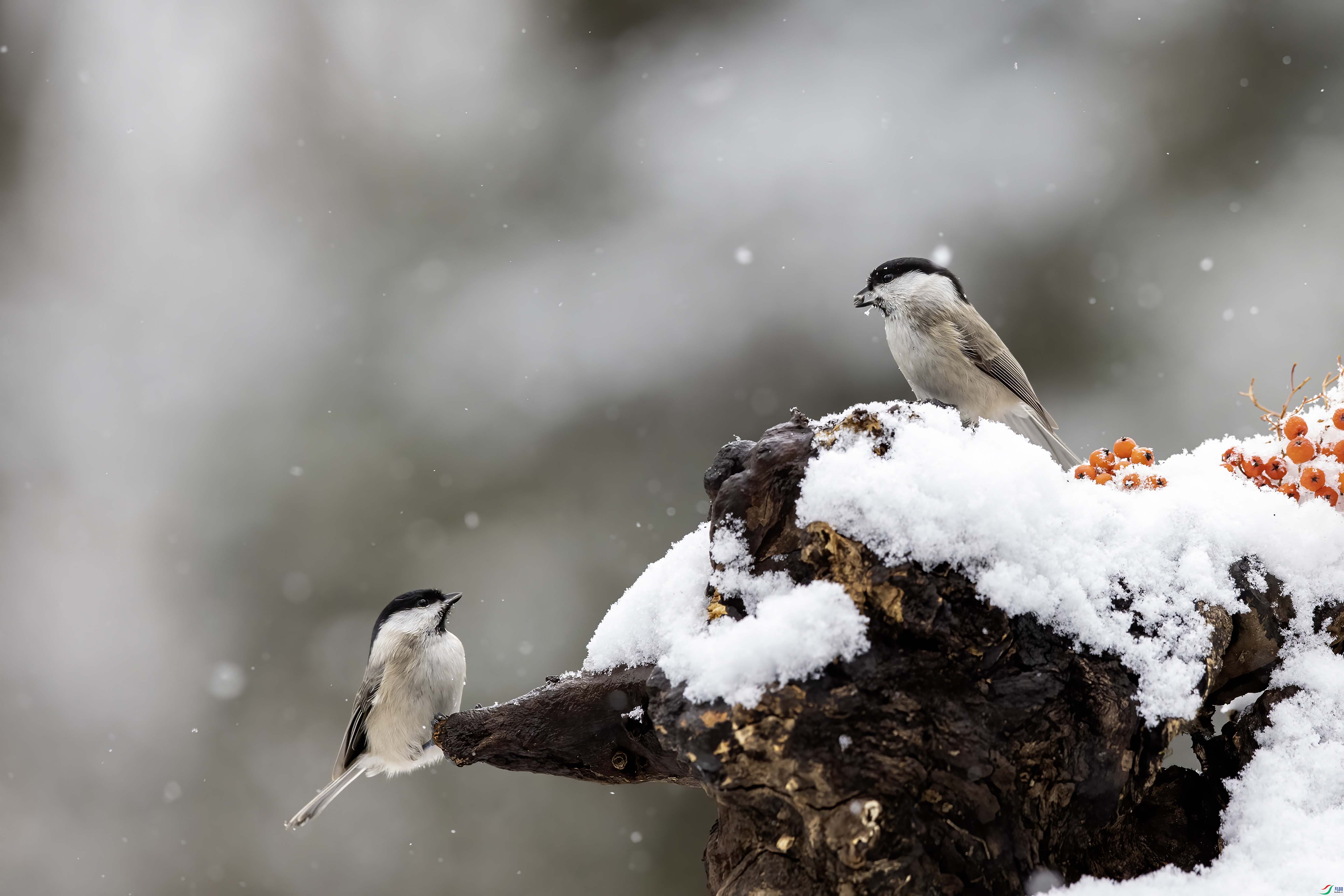 A64I4368 ���� - ���� ����.jpg