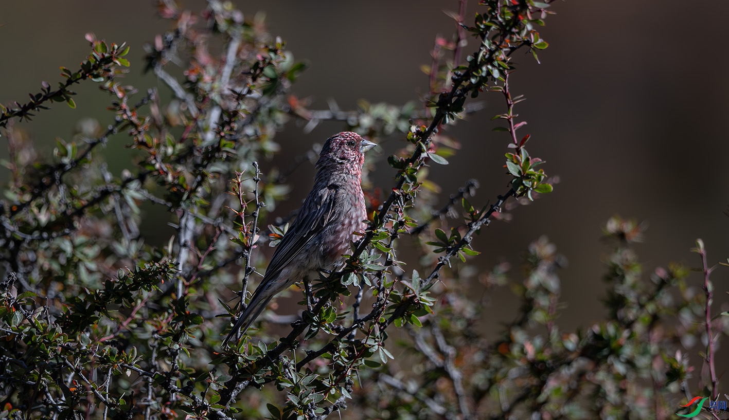 _DSC1966-����ǿ-NR ����.jpg