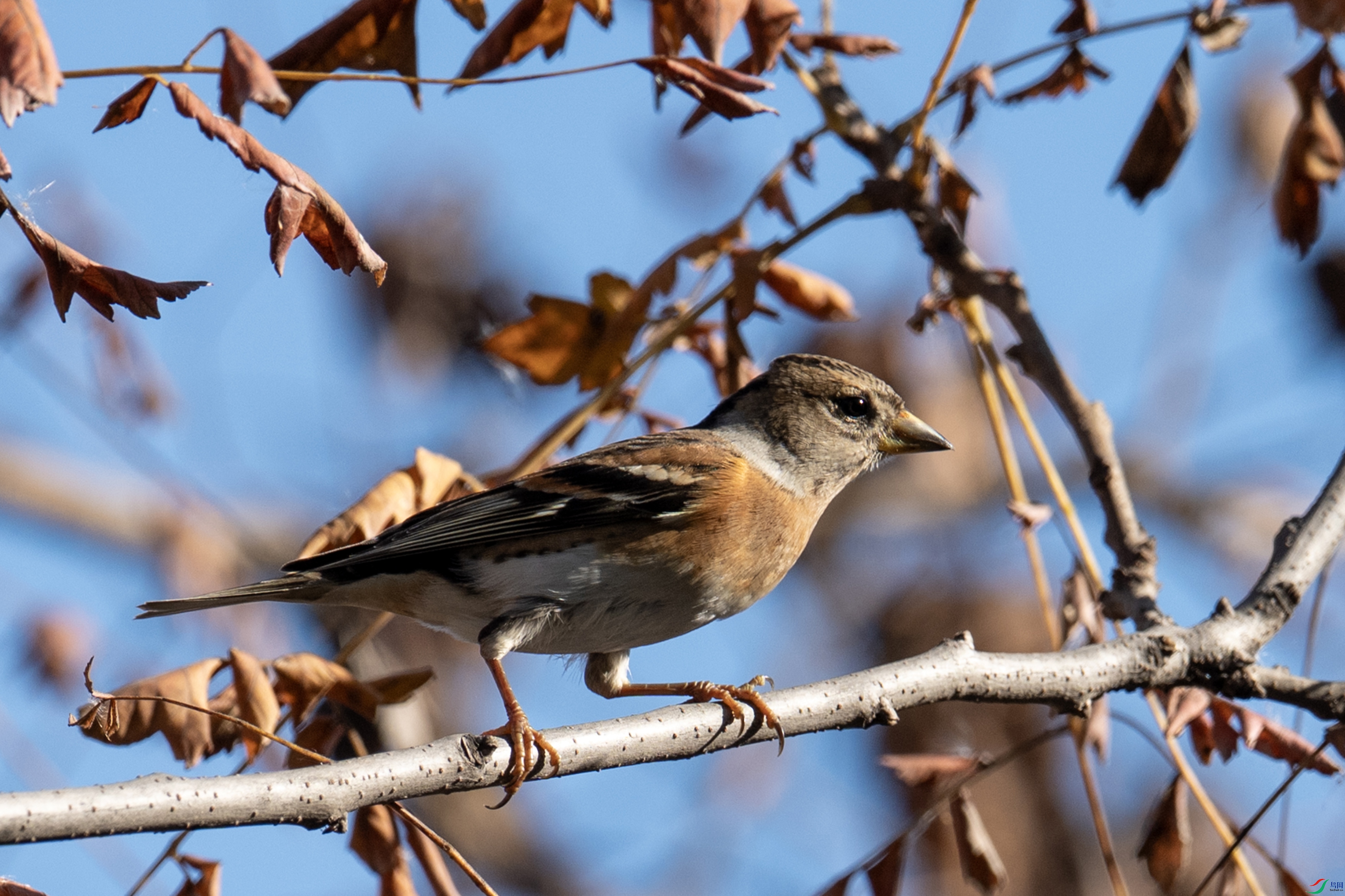 DSC_2029 ����.jpg
