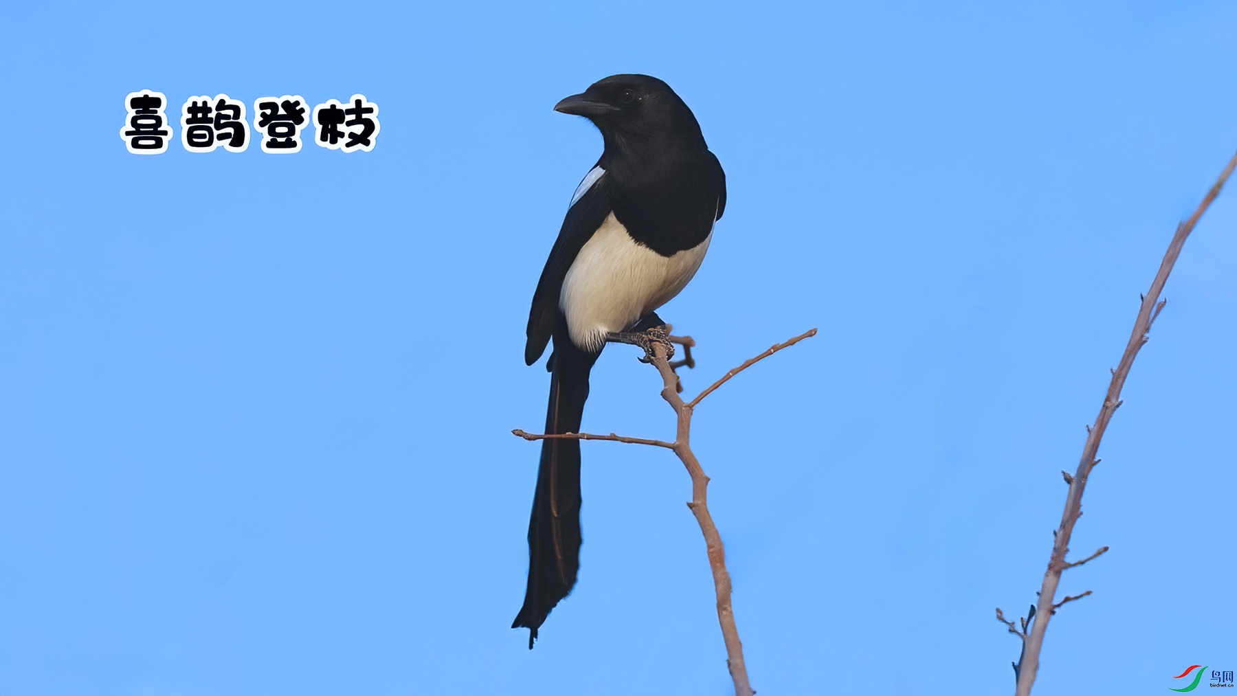 ϲȵ��֦-���� ����.jpg