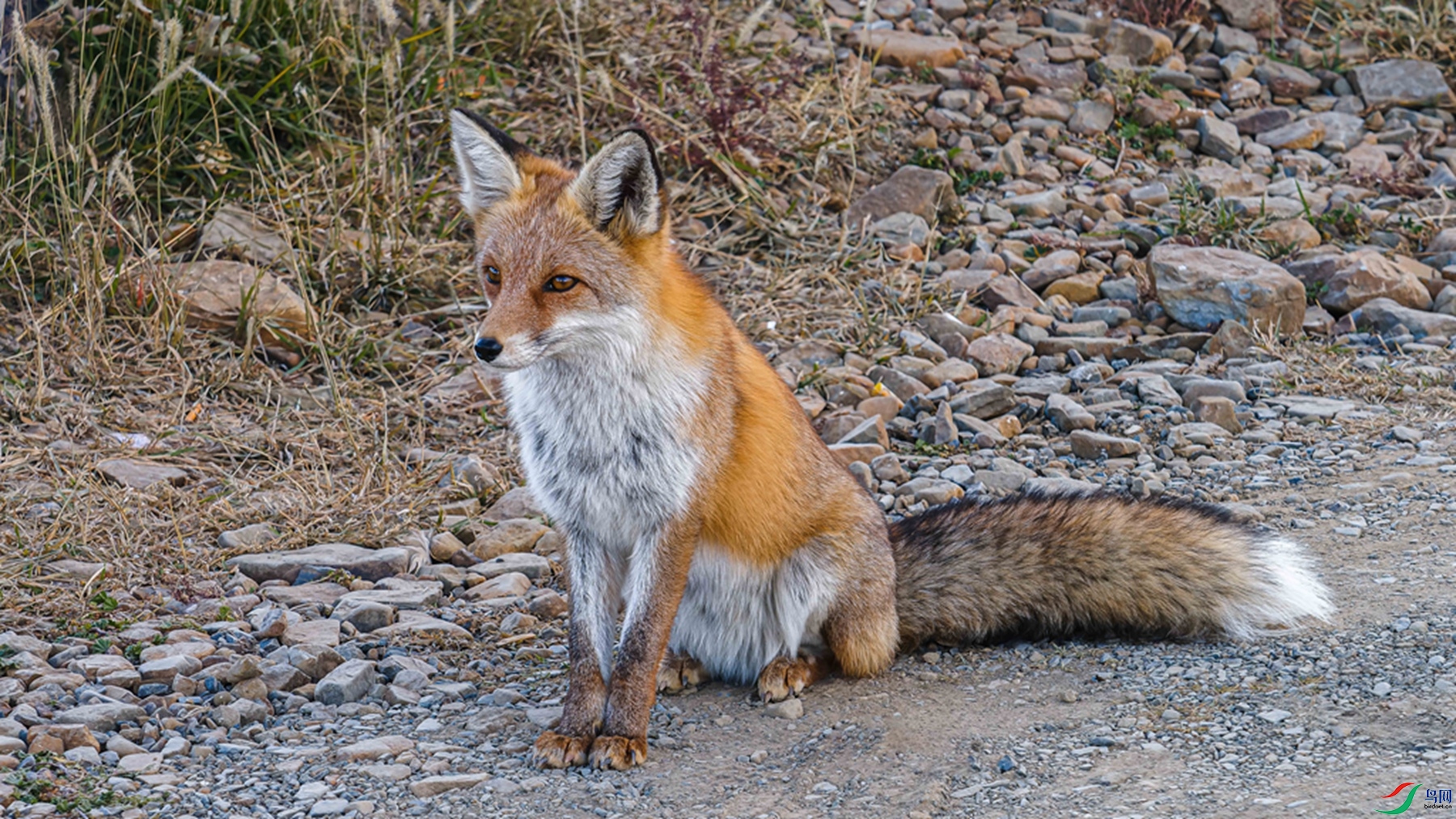 DSC01239-c_����.jpg