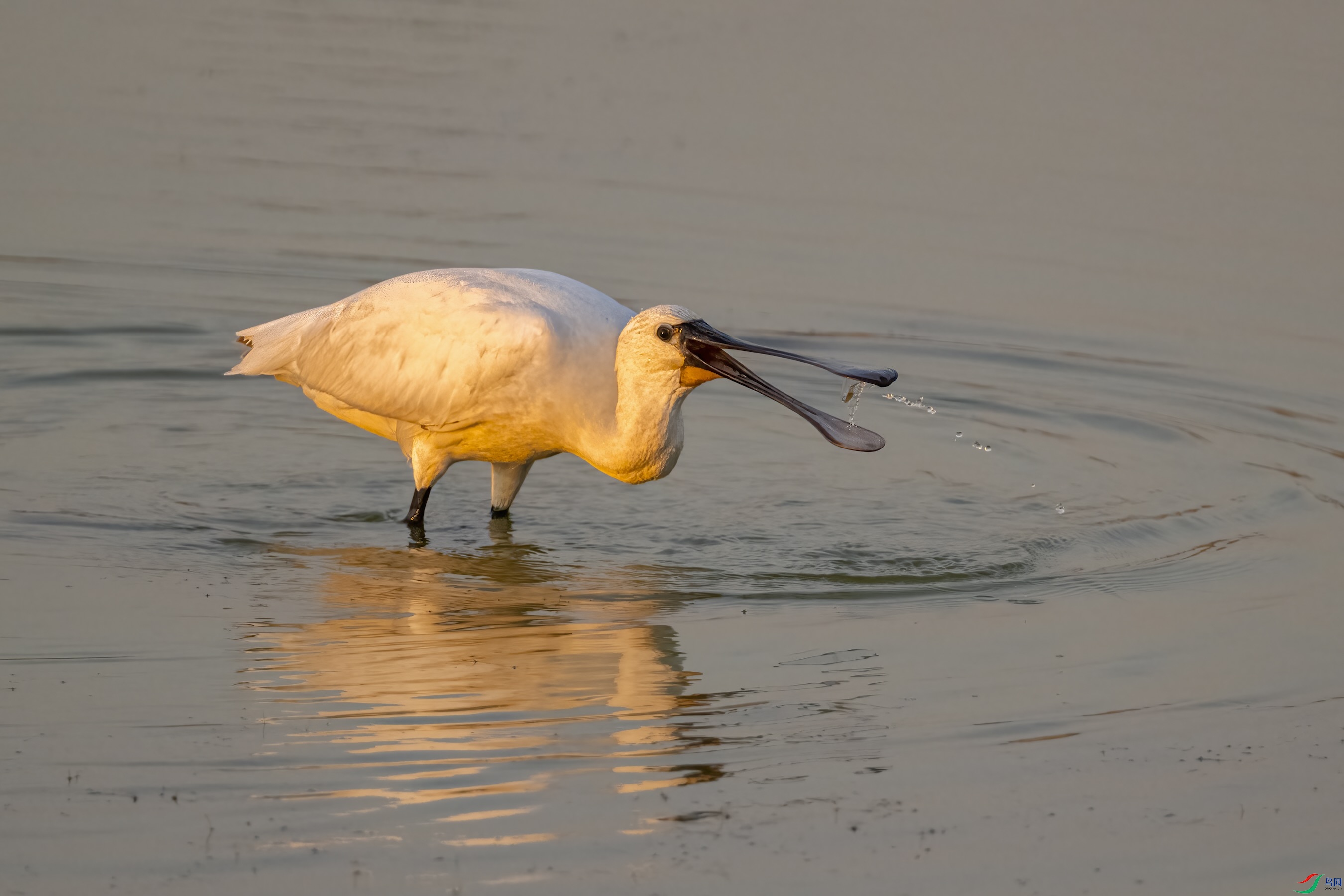 DSC_5567 ���� 2 (1).jpeg