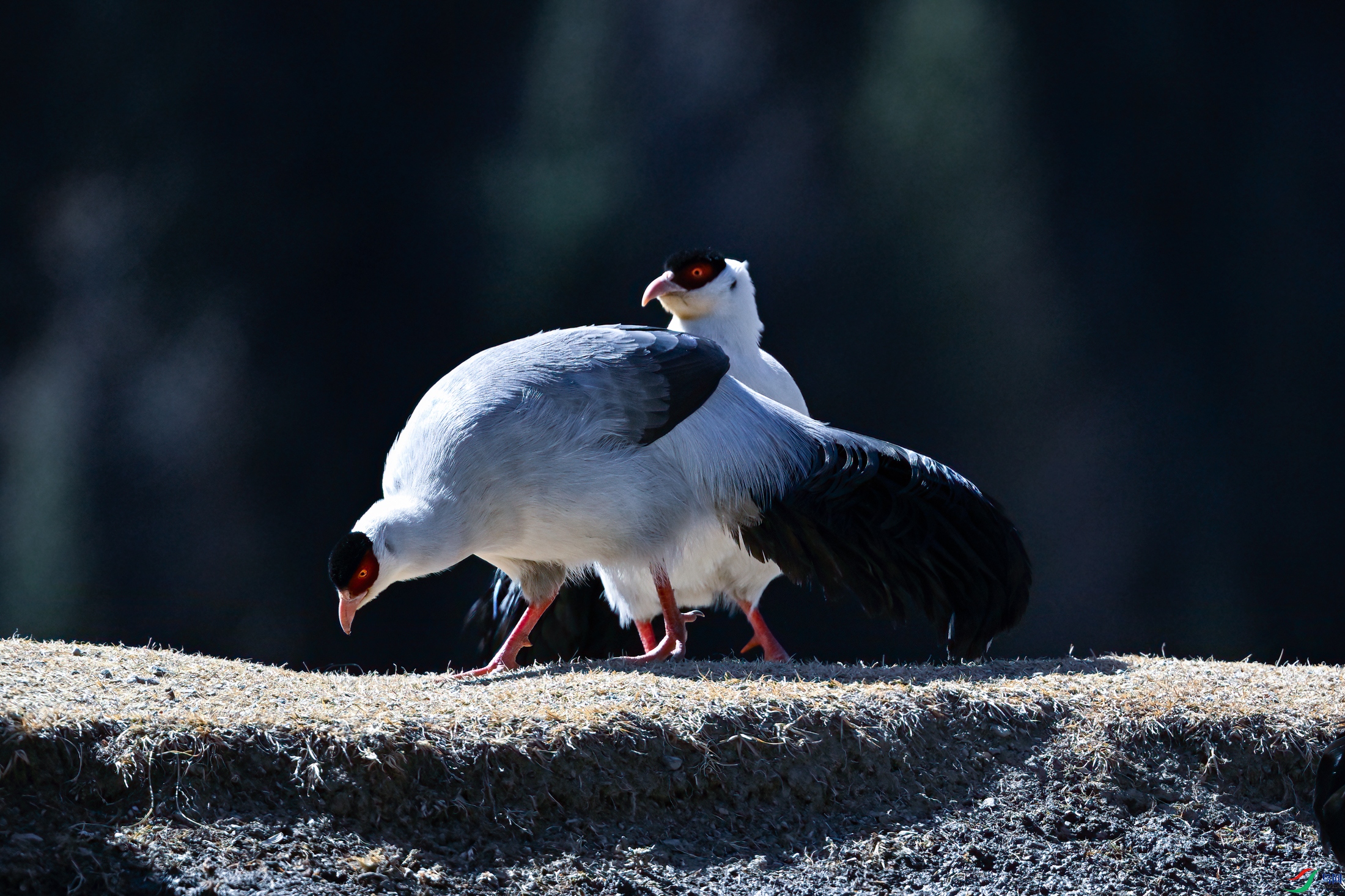 _DSC0825x.jpg