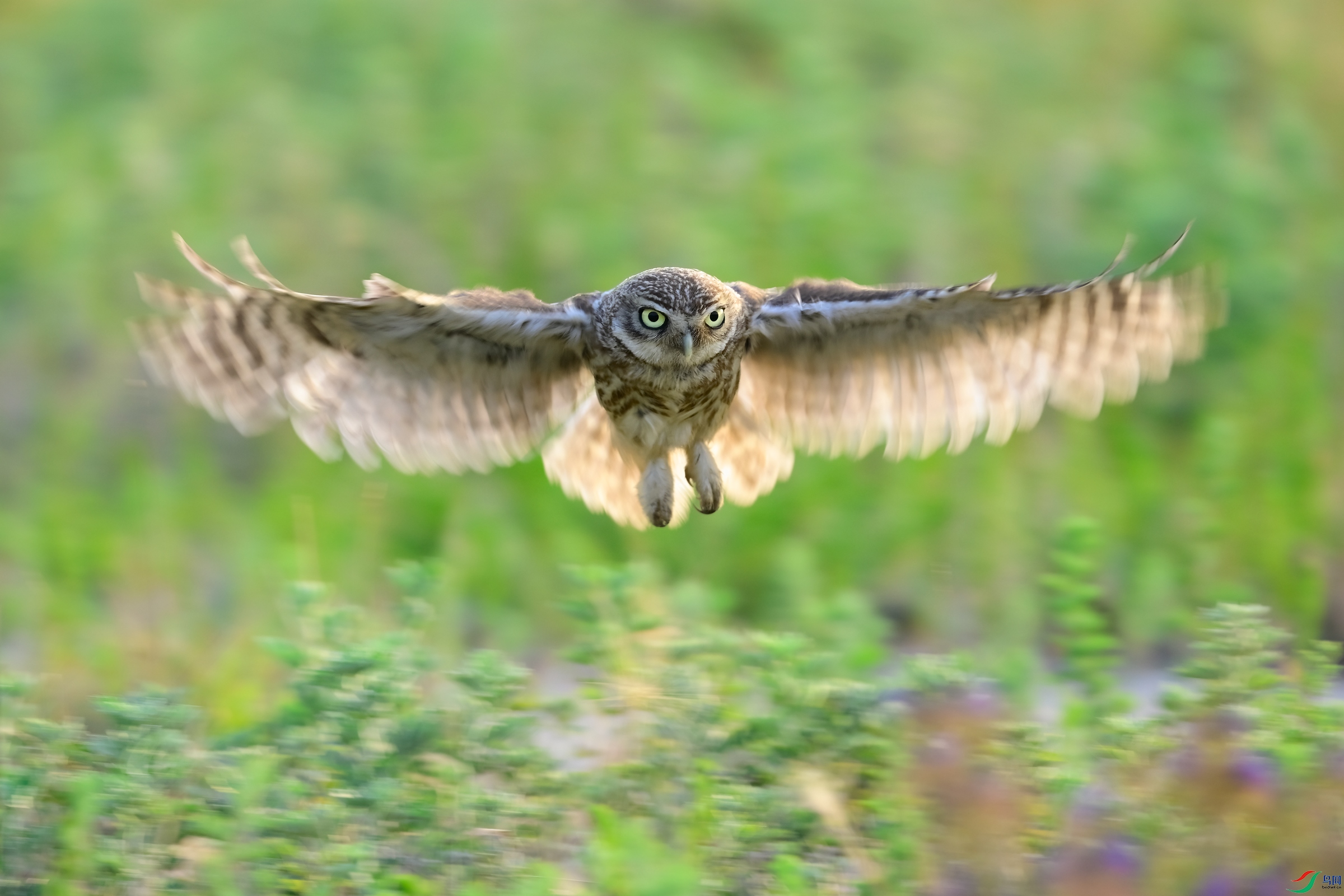 _DSC7112x.jpg