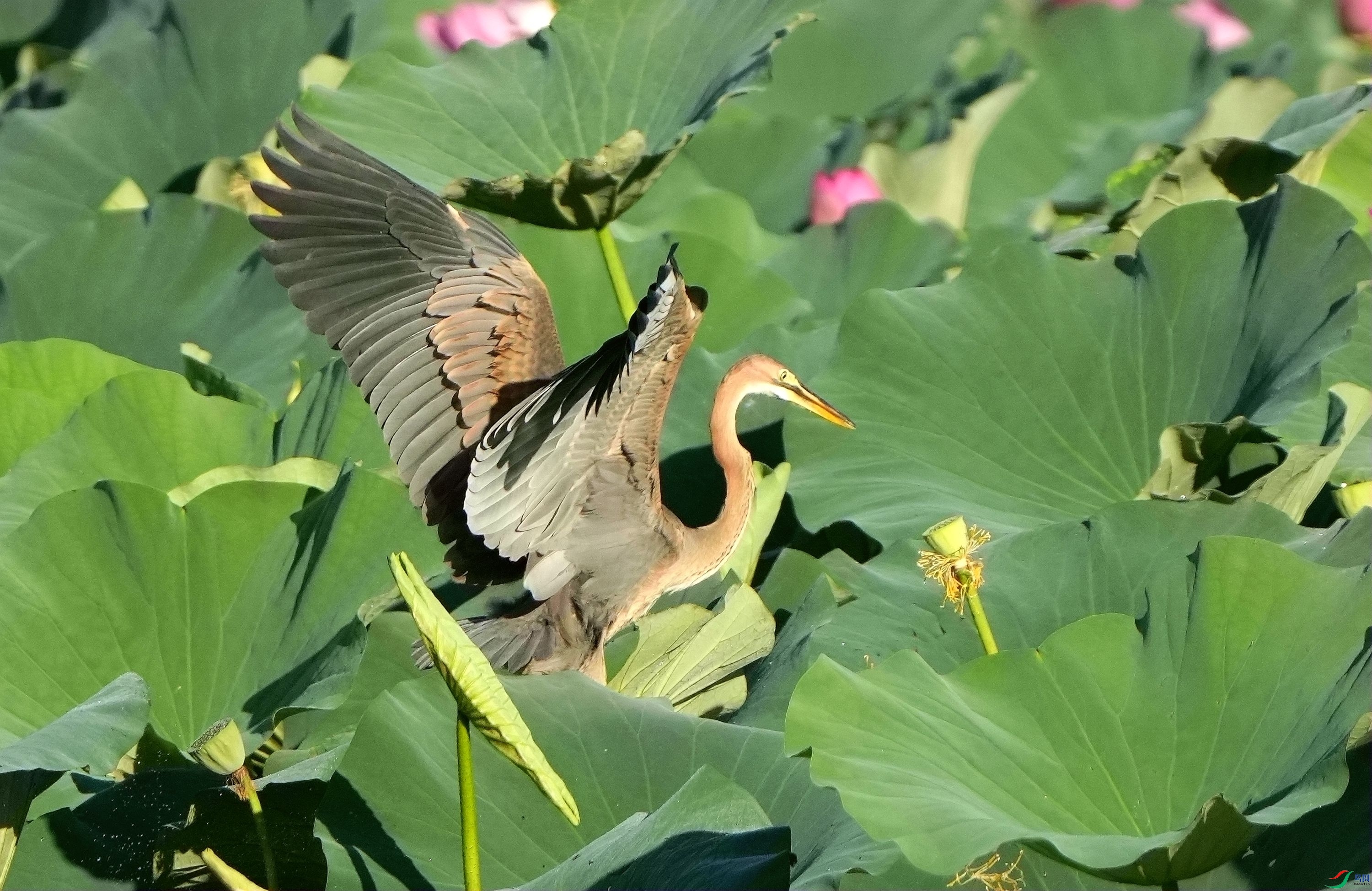 ���ط���ɻ���DSC00667_����.jpg