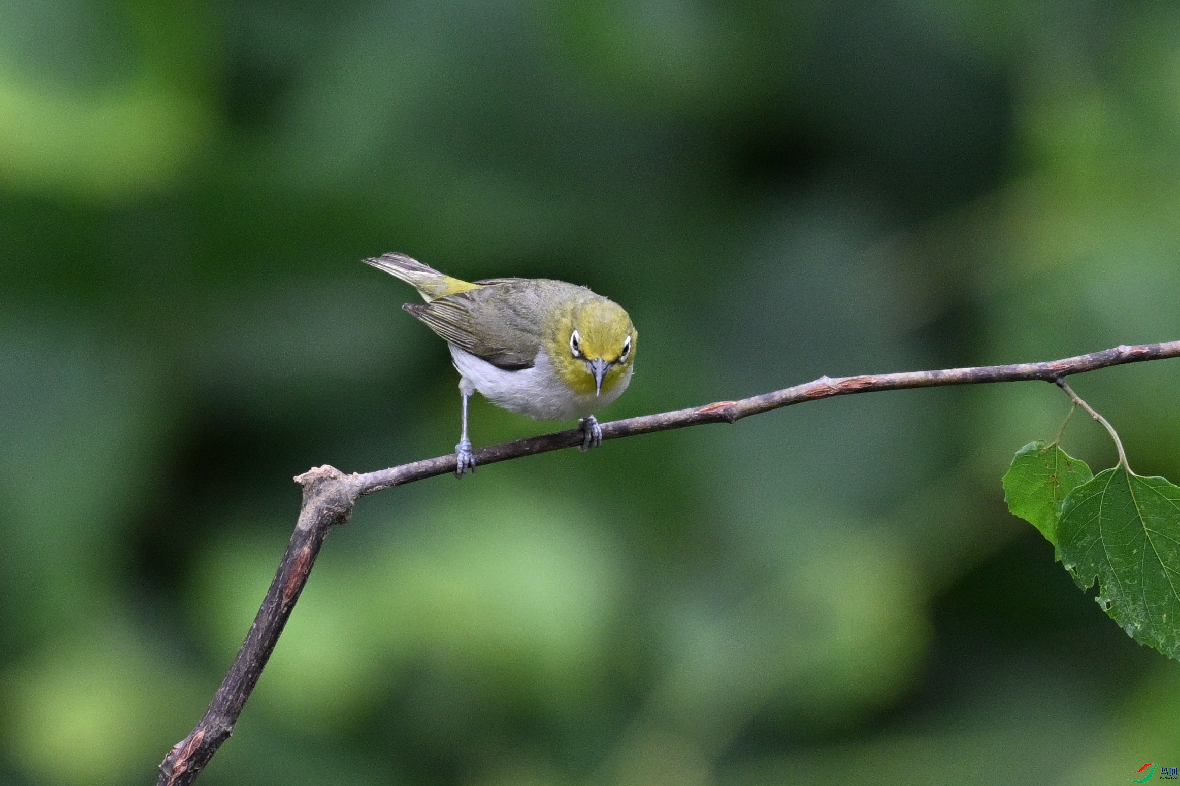 DSC_8007.JPG