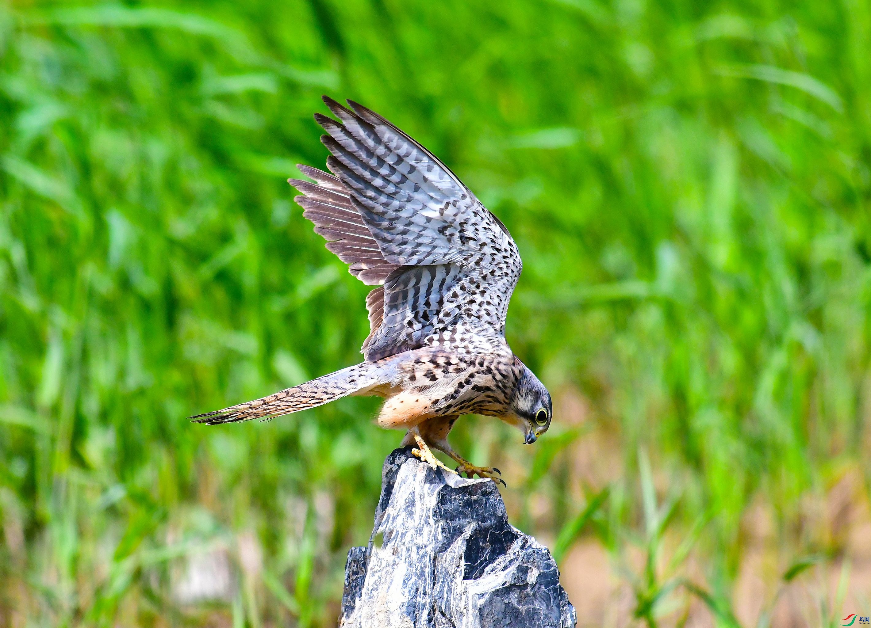DSC_6221.JPG