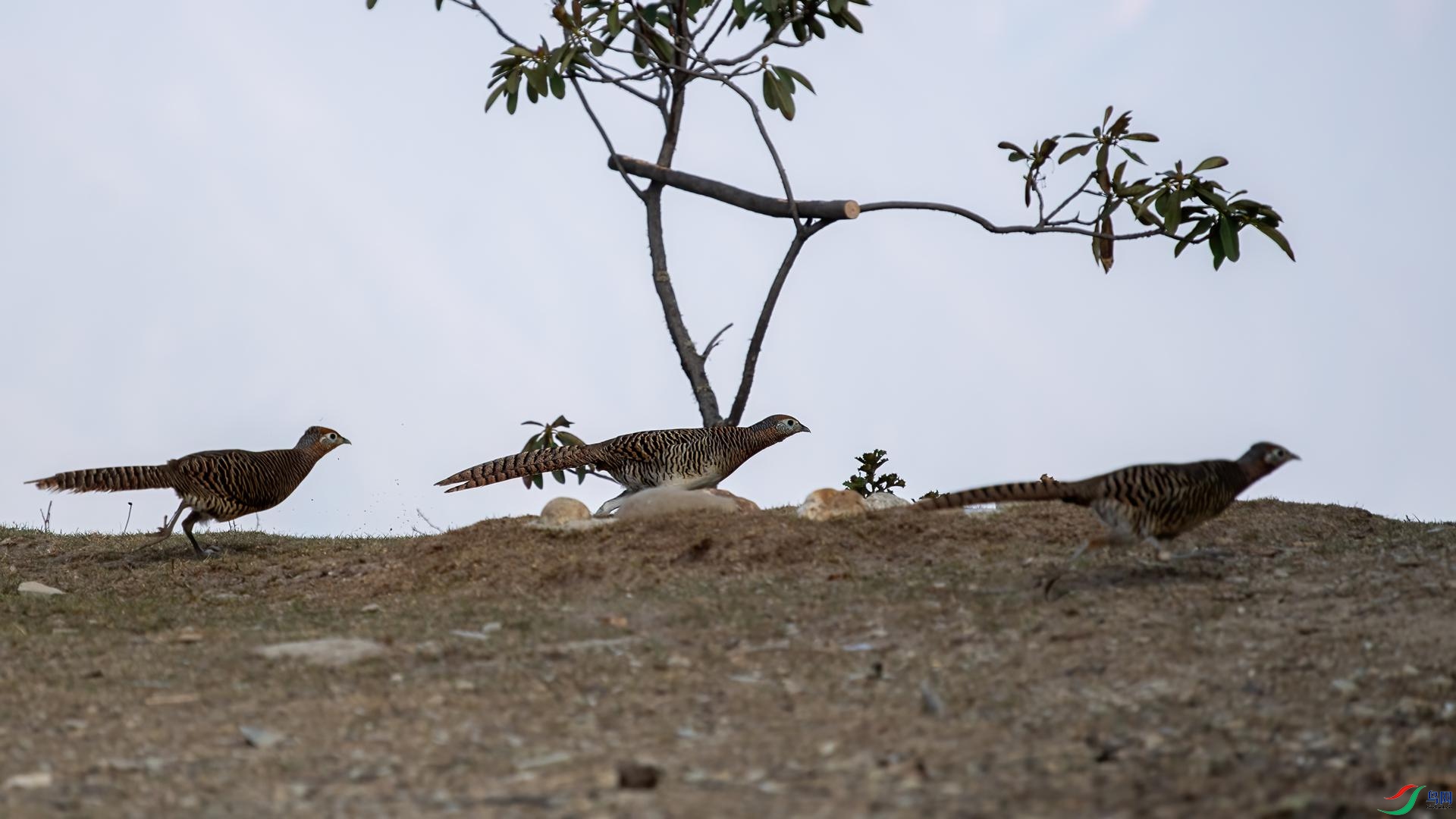 WGB_2179 ����.jpg