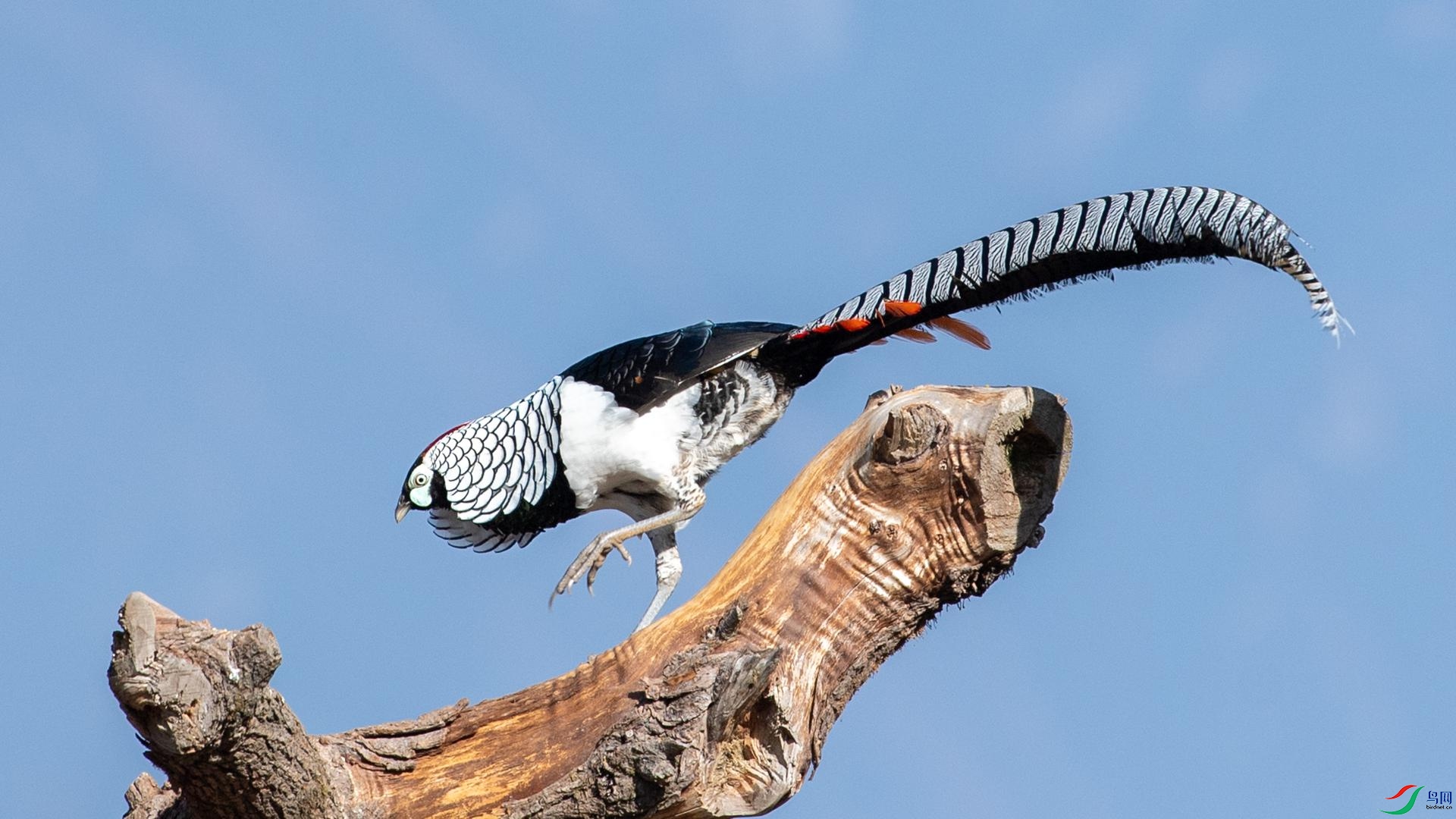 WGB_2505 ����.jpg