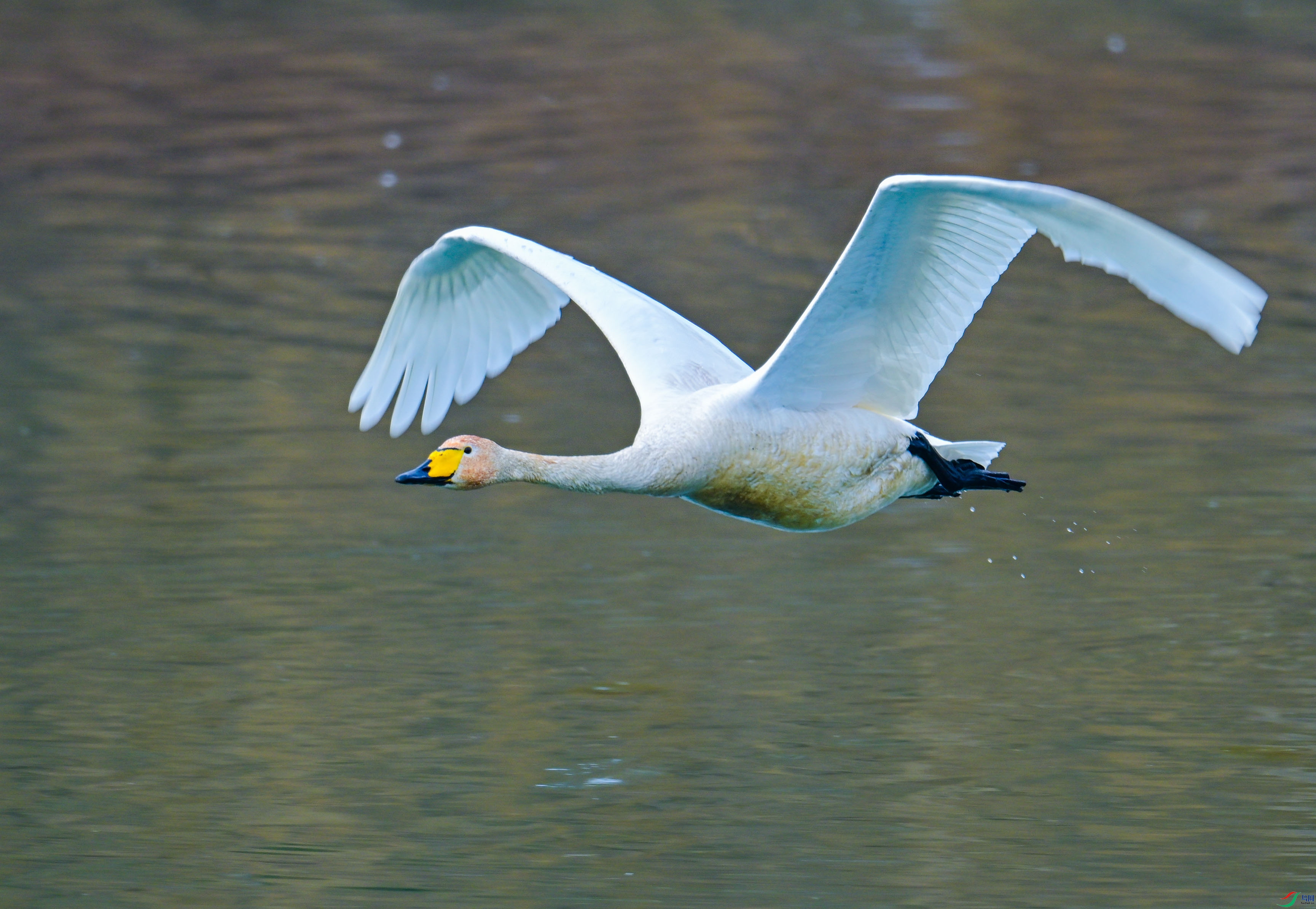 DSC_9117.JPG