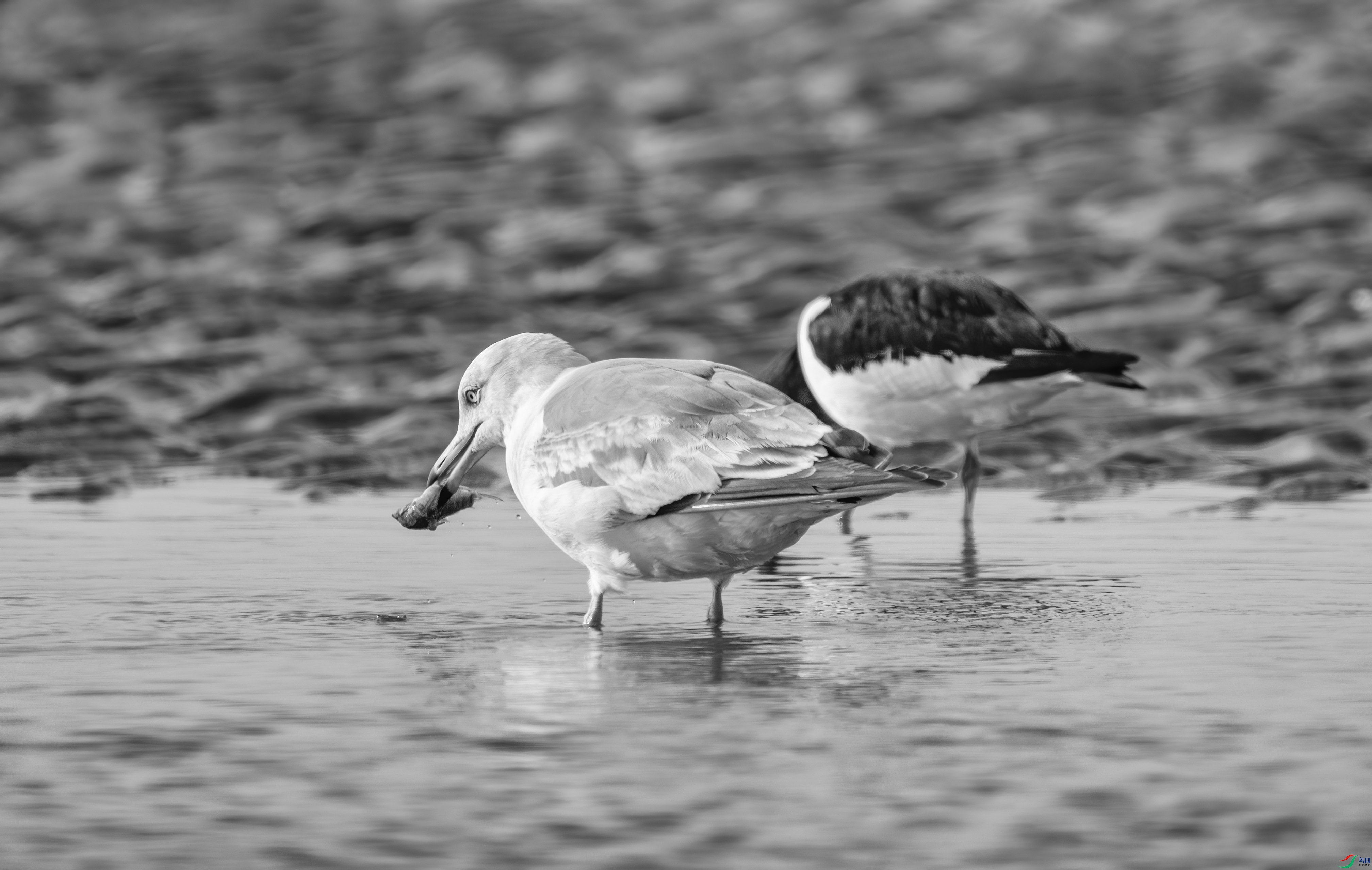 DSC00517 ����.jpg