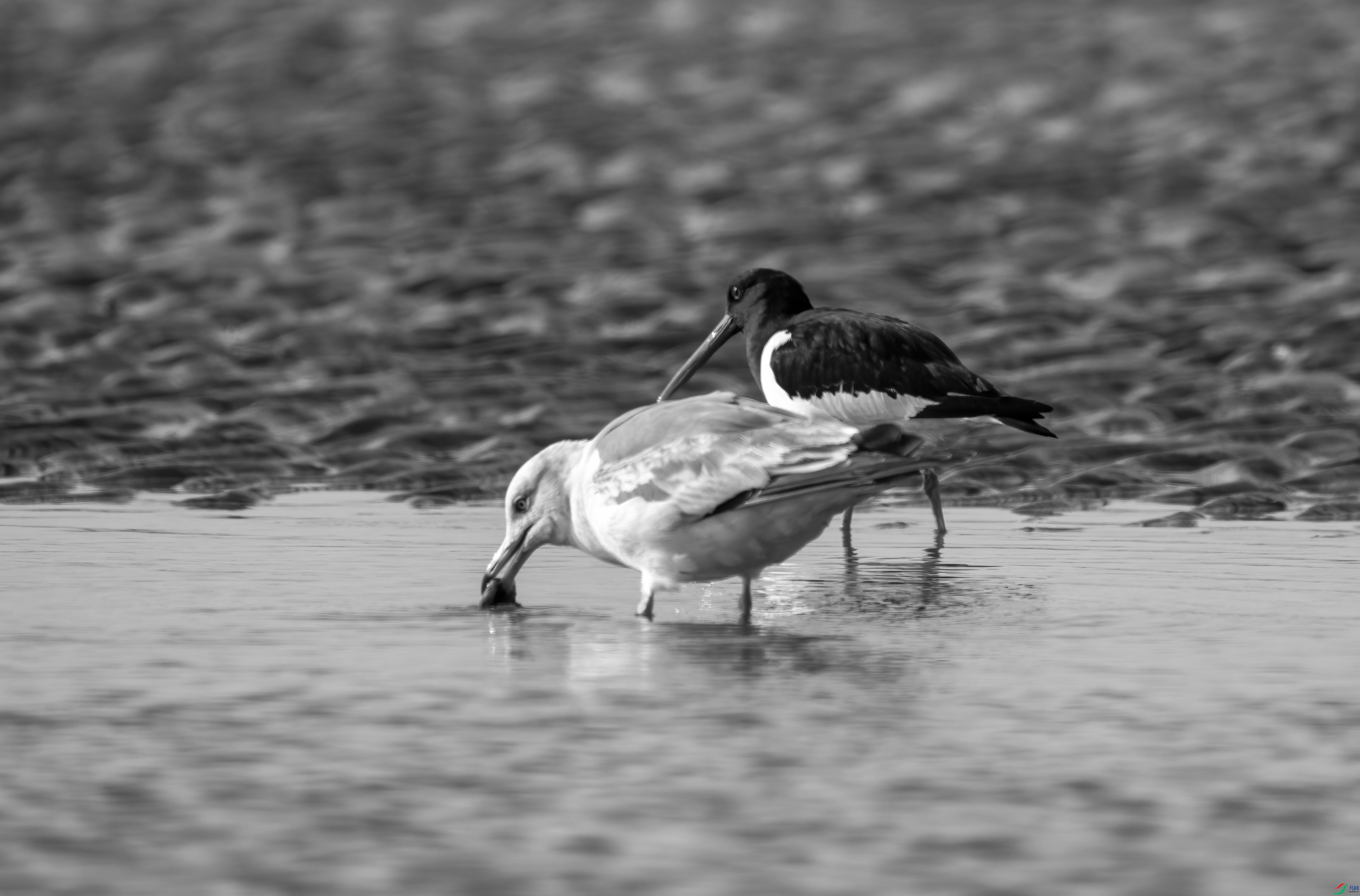 DSC00518 ����.jpg