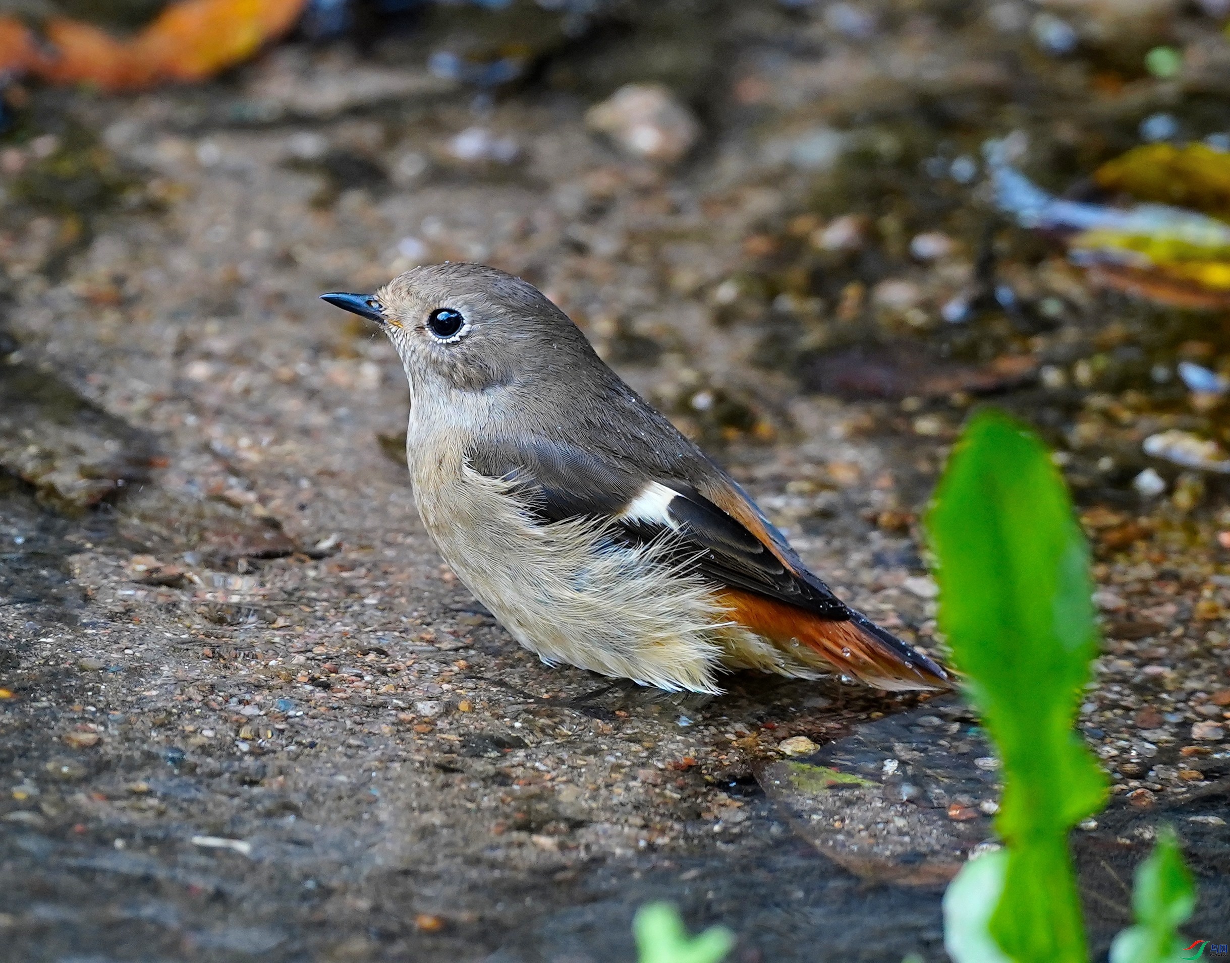 DSC06154_01.JPG