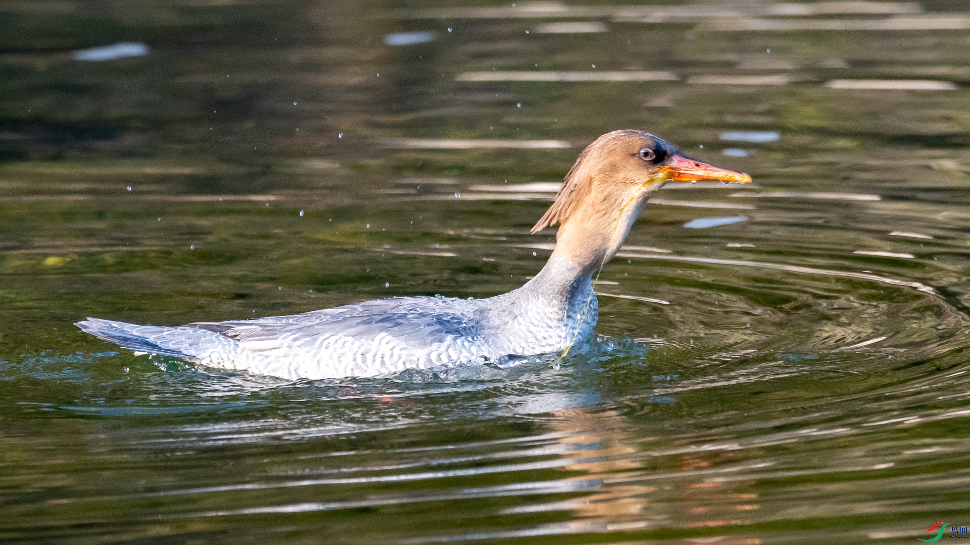 DSC_2435.jpg