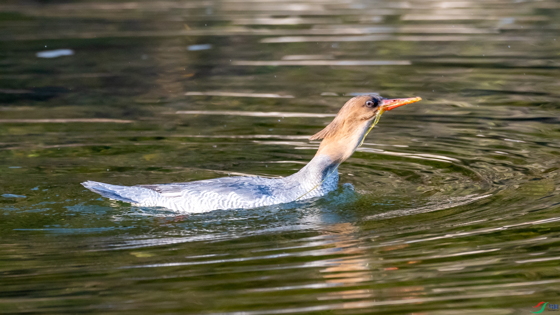 DSC_2436.jpg
