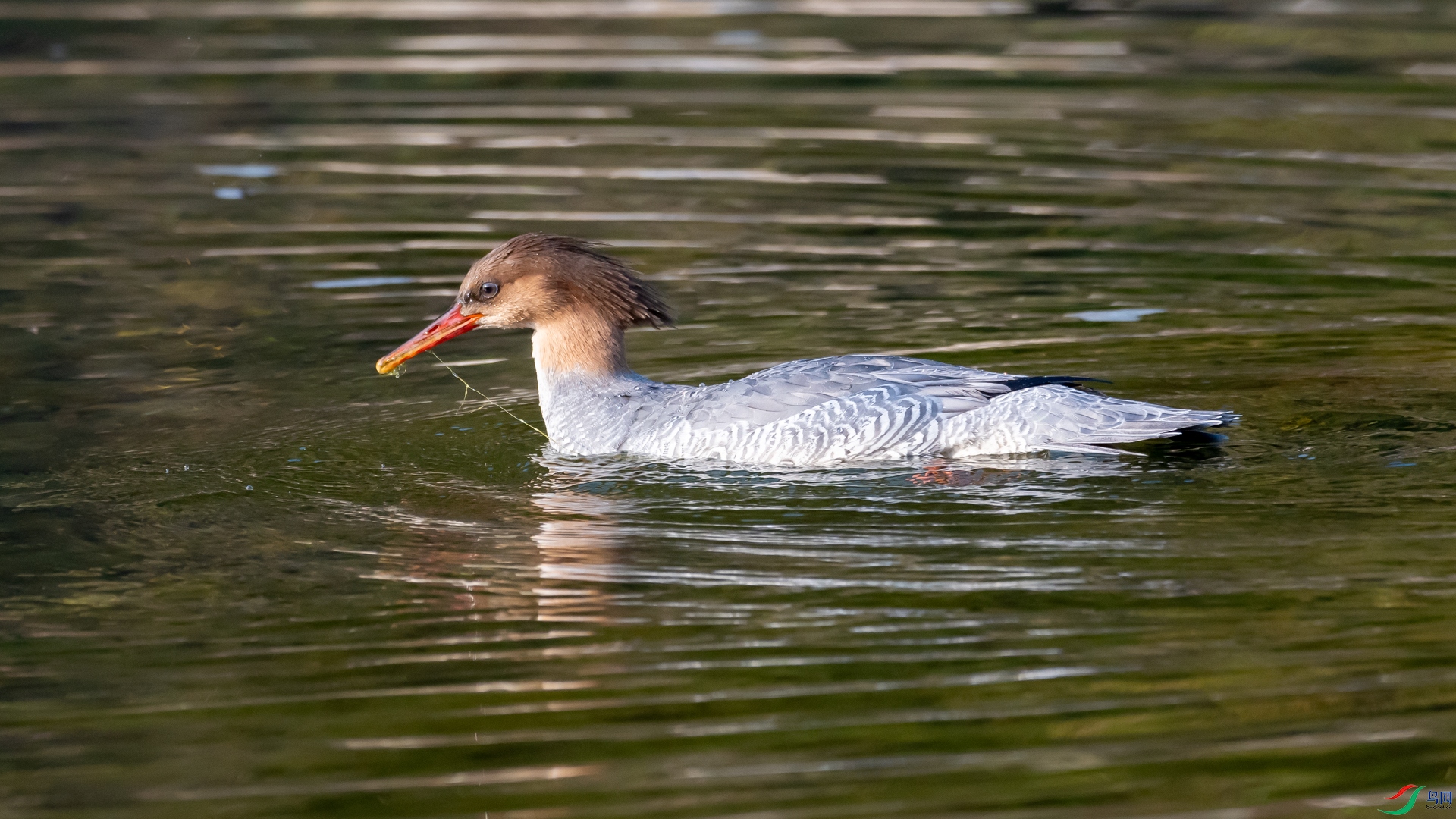 DSC_2438.jpg