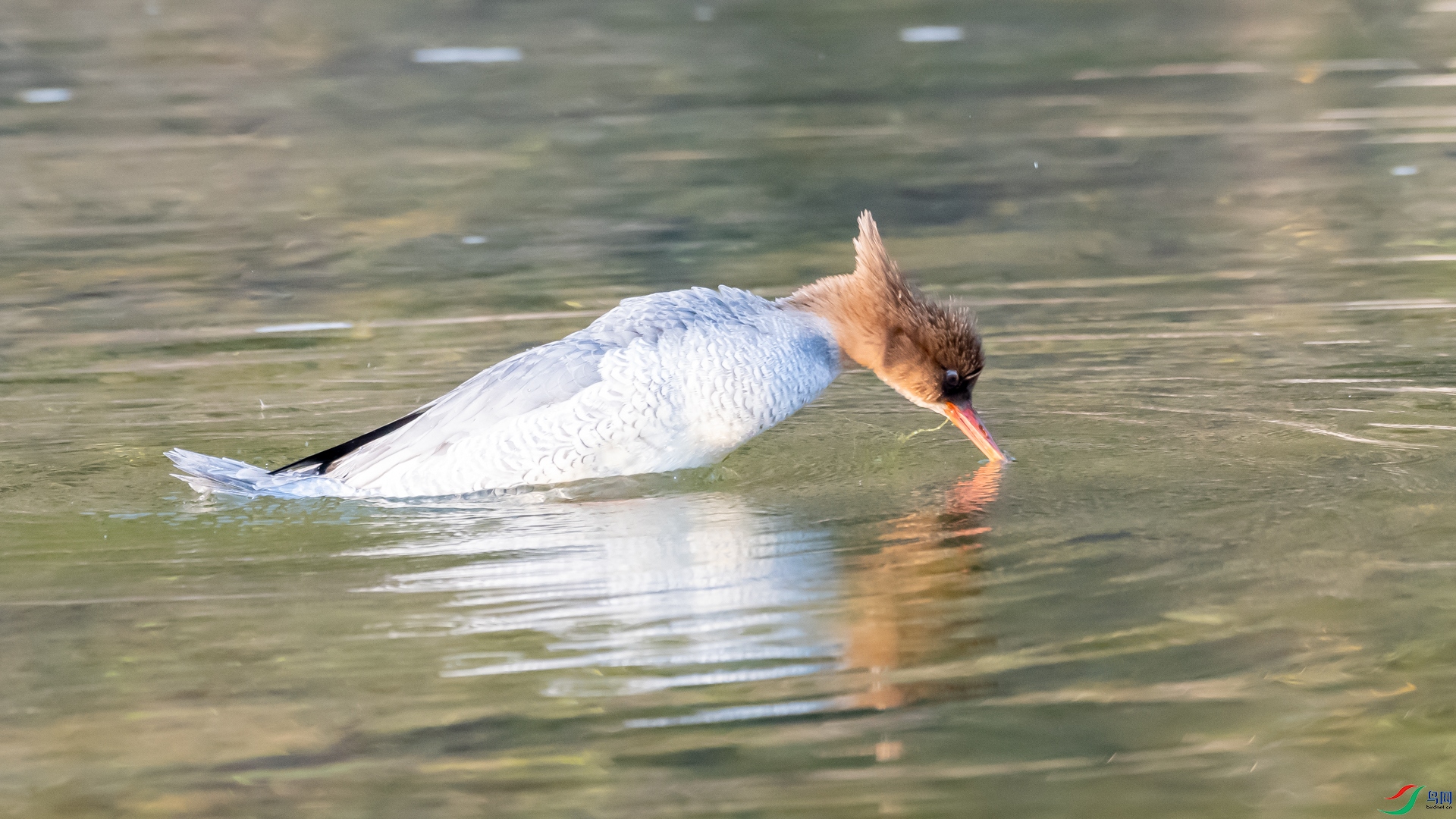 DSC_2450.jpg