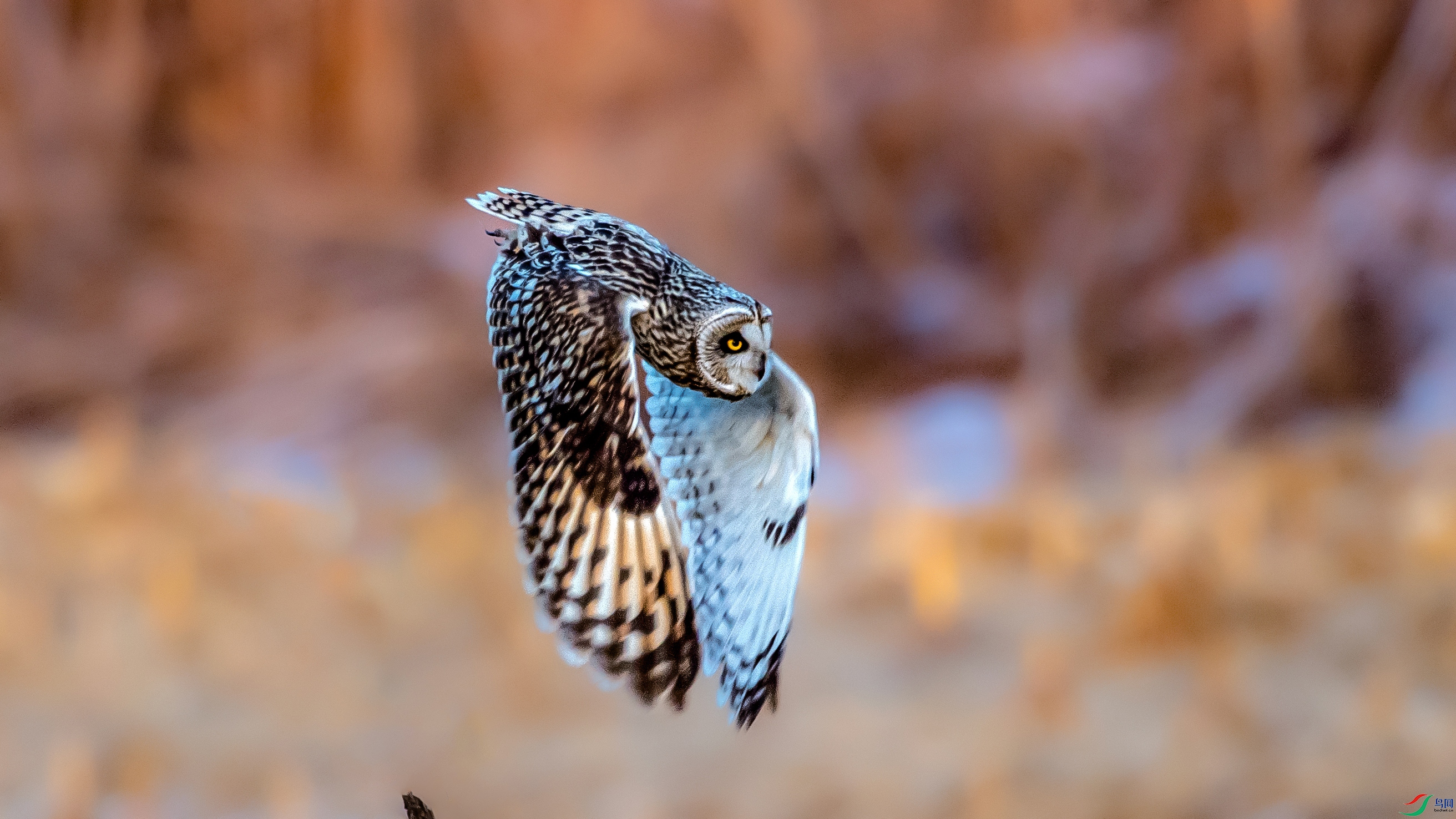 DSC_8741.jpg