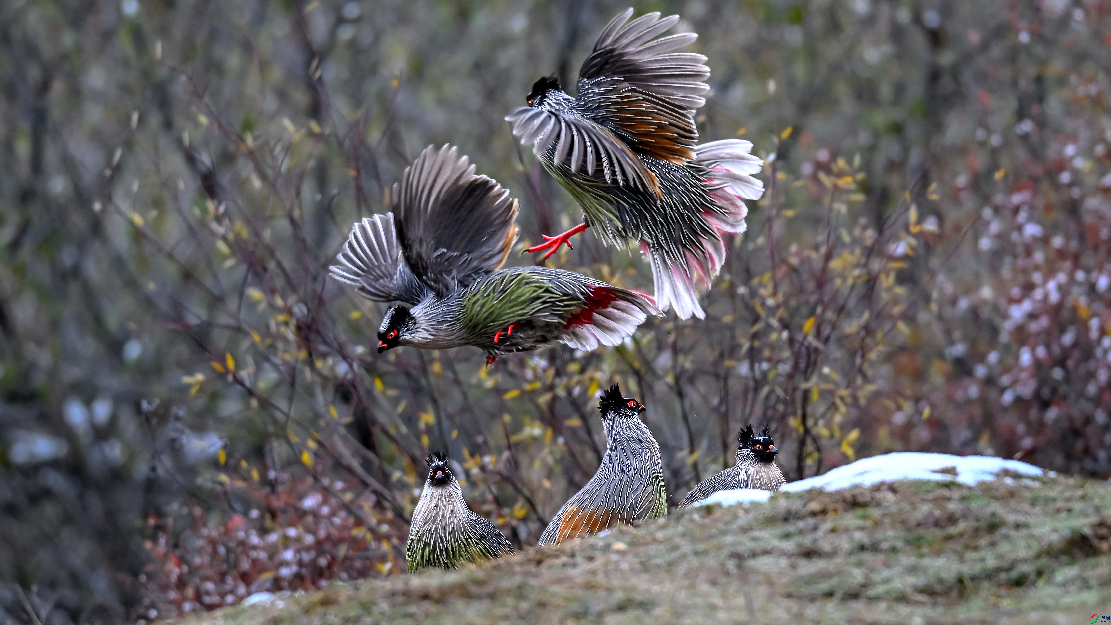 DSC_6344-3.jpg