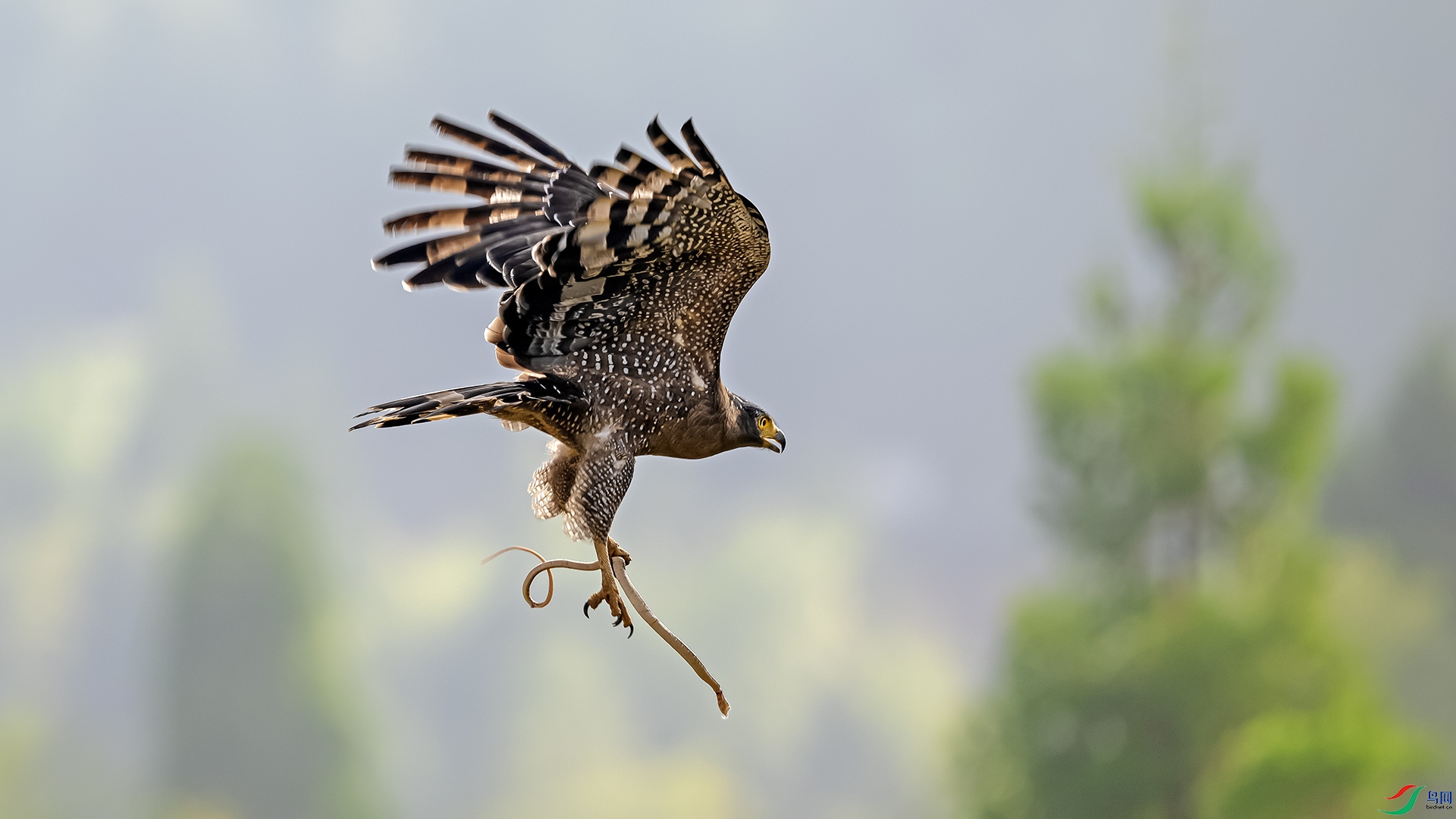 DSC_7617 ����.jpg