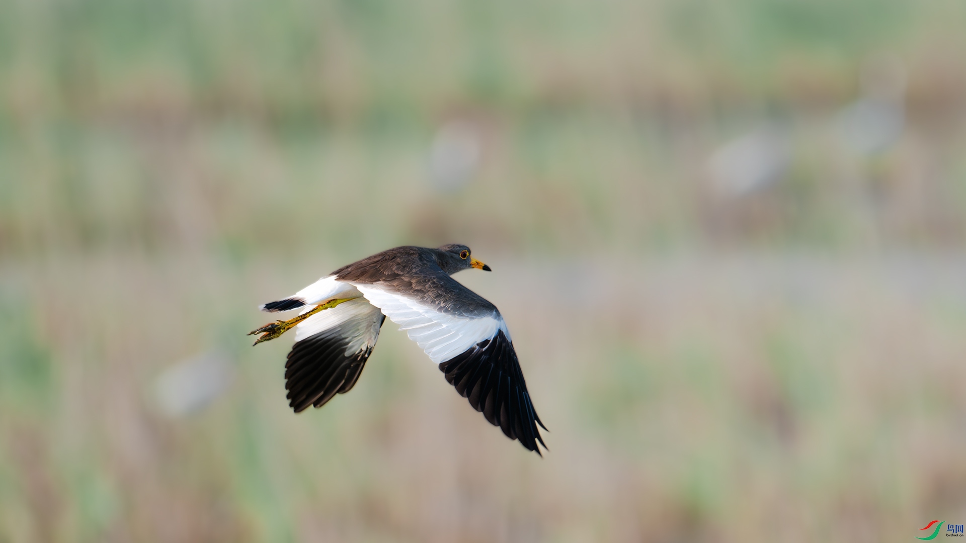 DSC_3741-����ǿ-NR ����.jpg