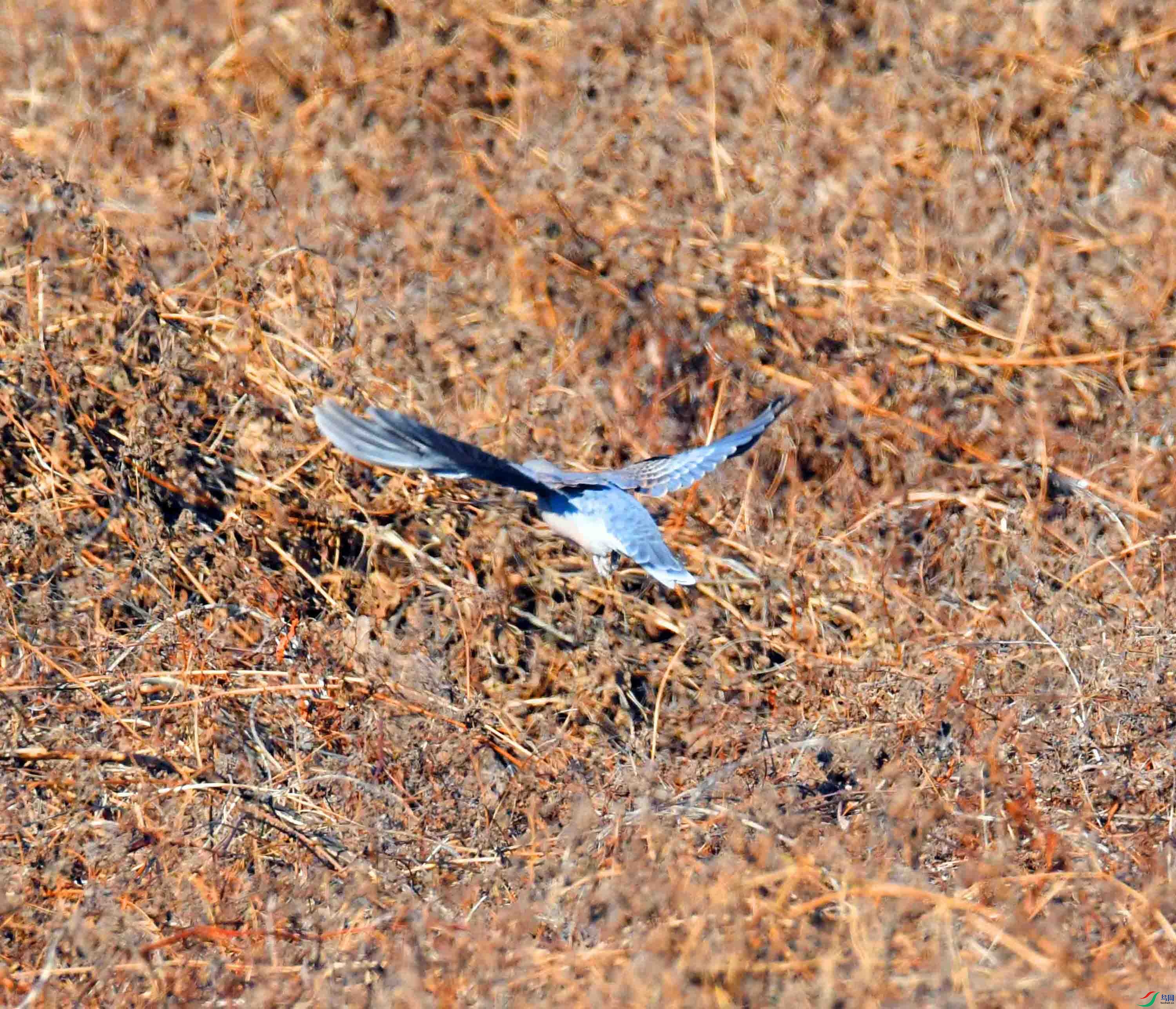 DSC_8036.JPG