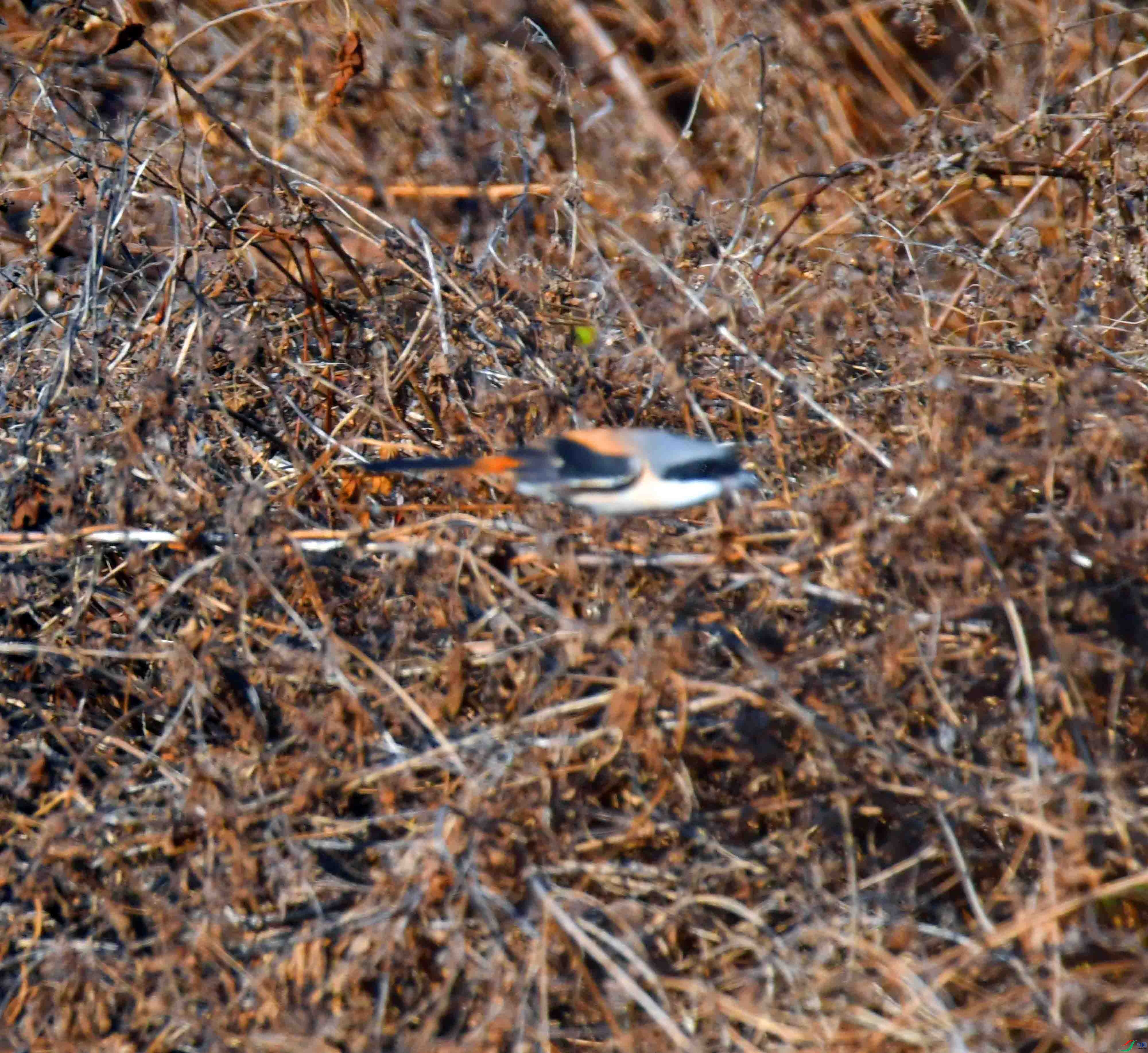 DSC_8711.JPG