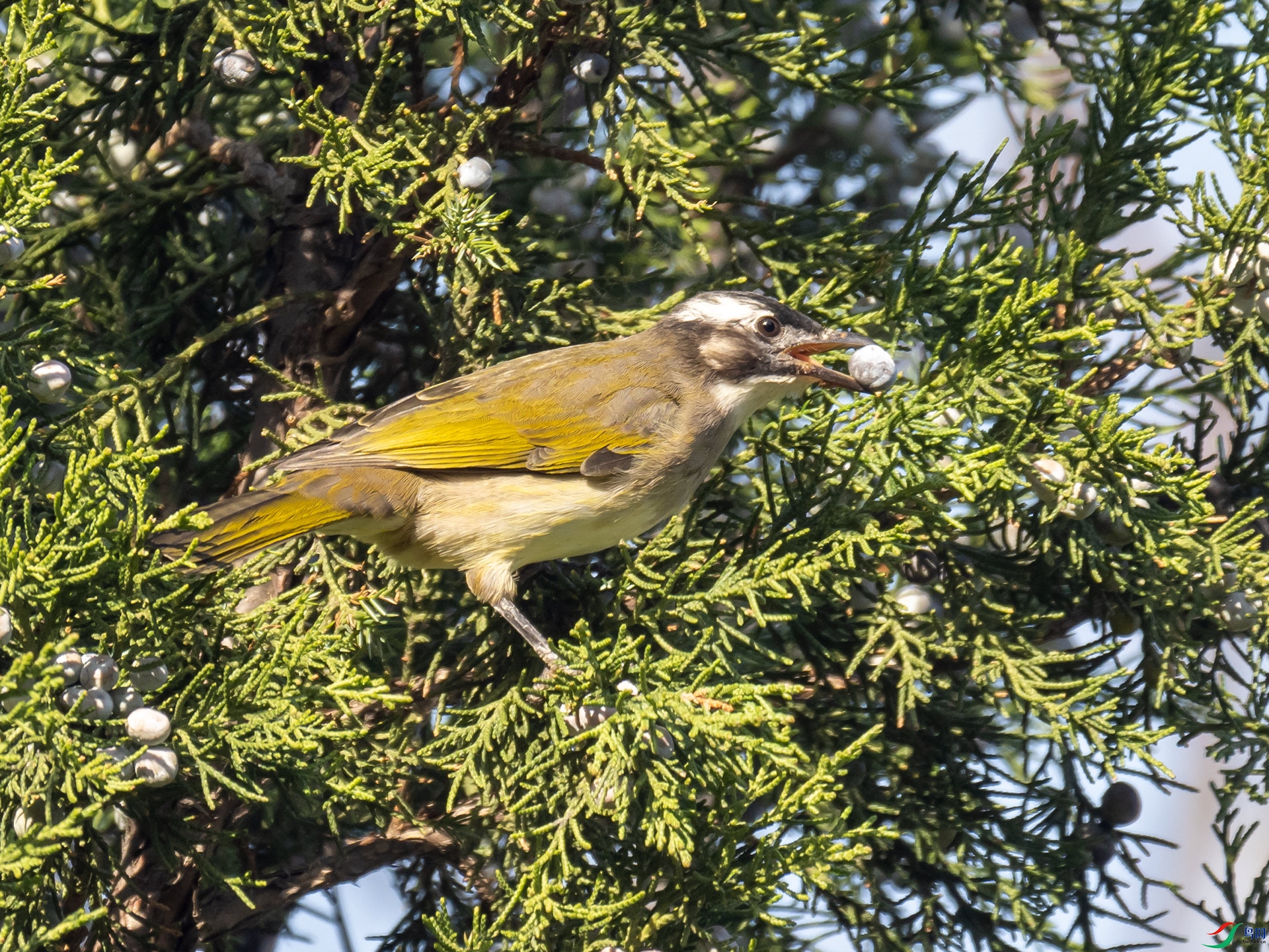 PB115485.jpg