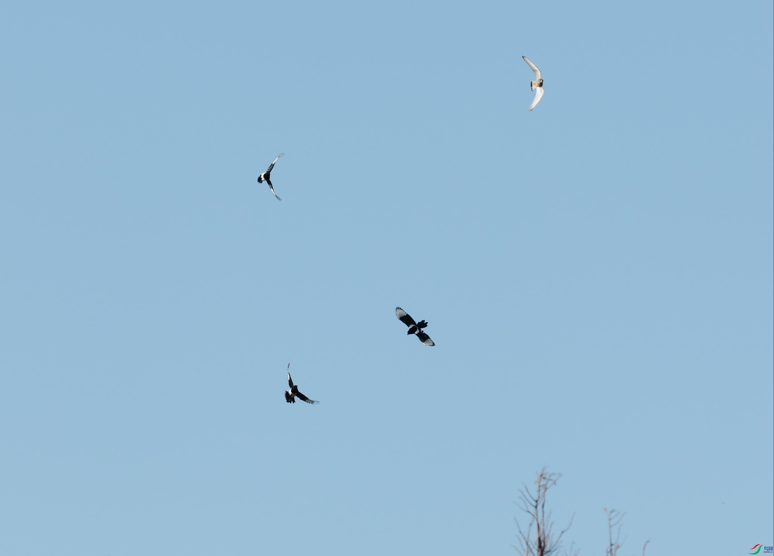 PB170030(����).jpg