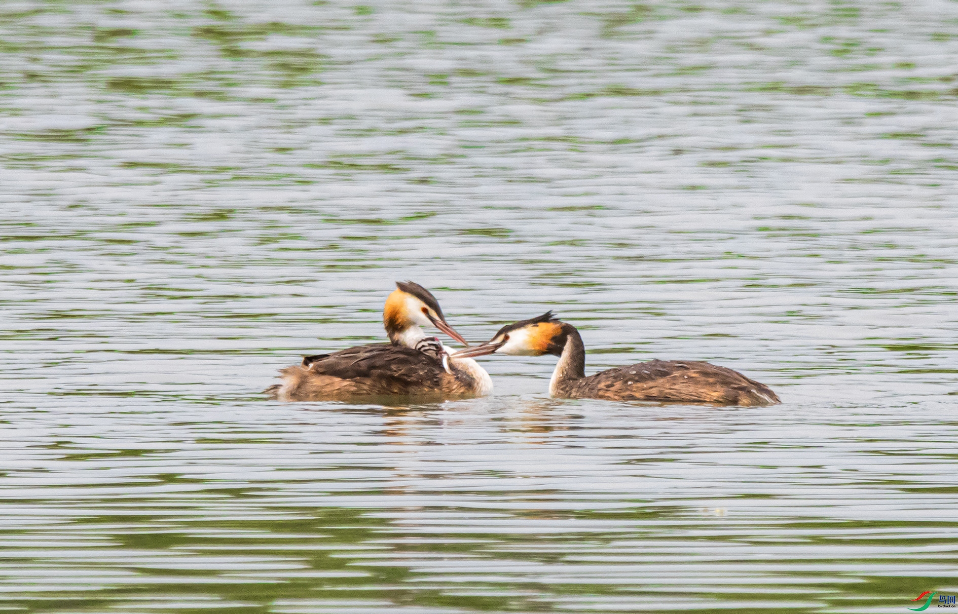 DSC_0909_��ͼ�� ����.jpg