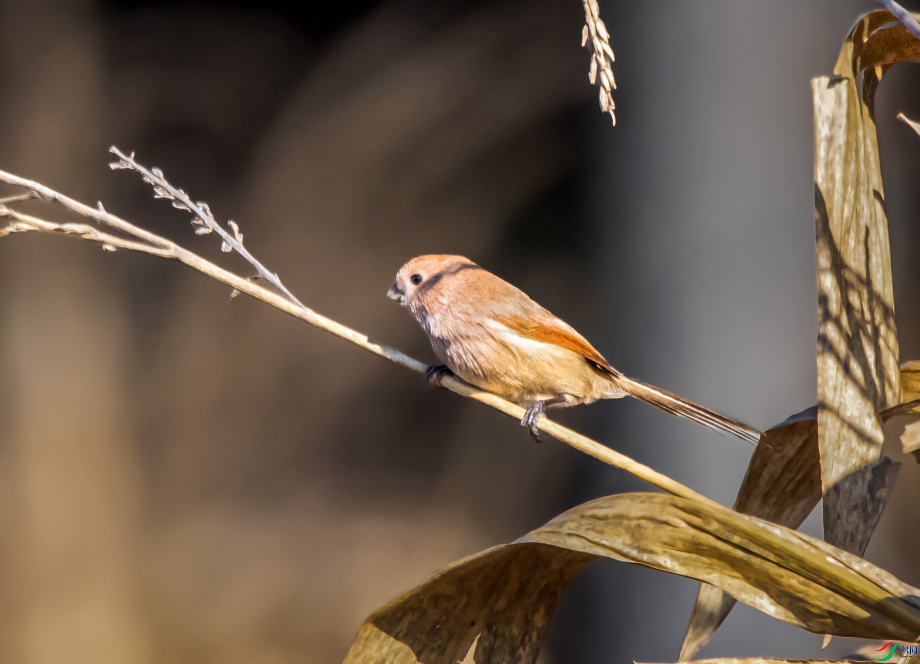 DSC_6232_��ͼ�� ����.jpg