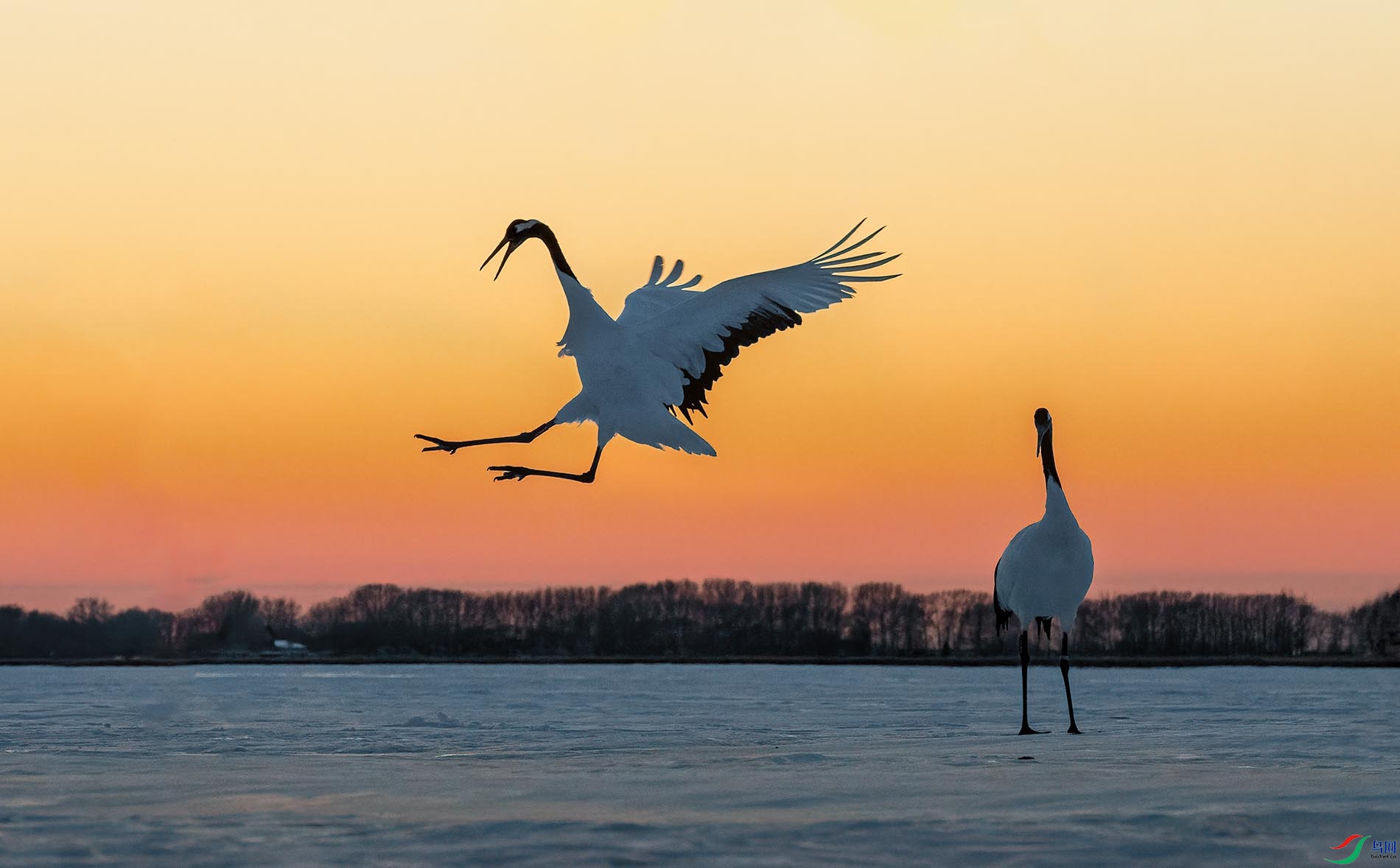 ����"��Ӱ�š�