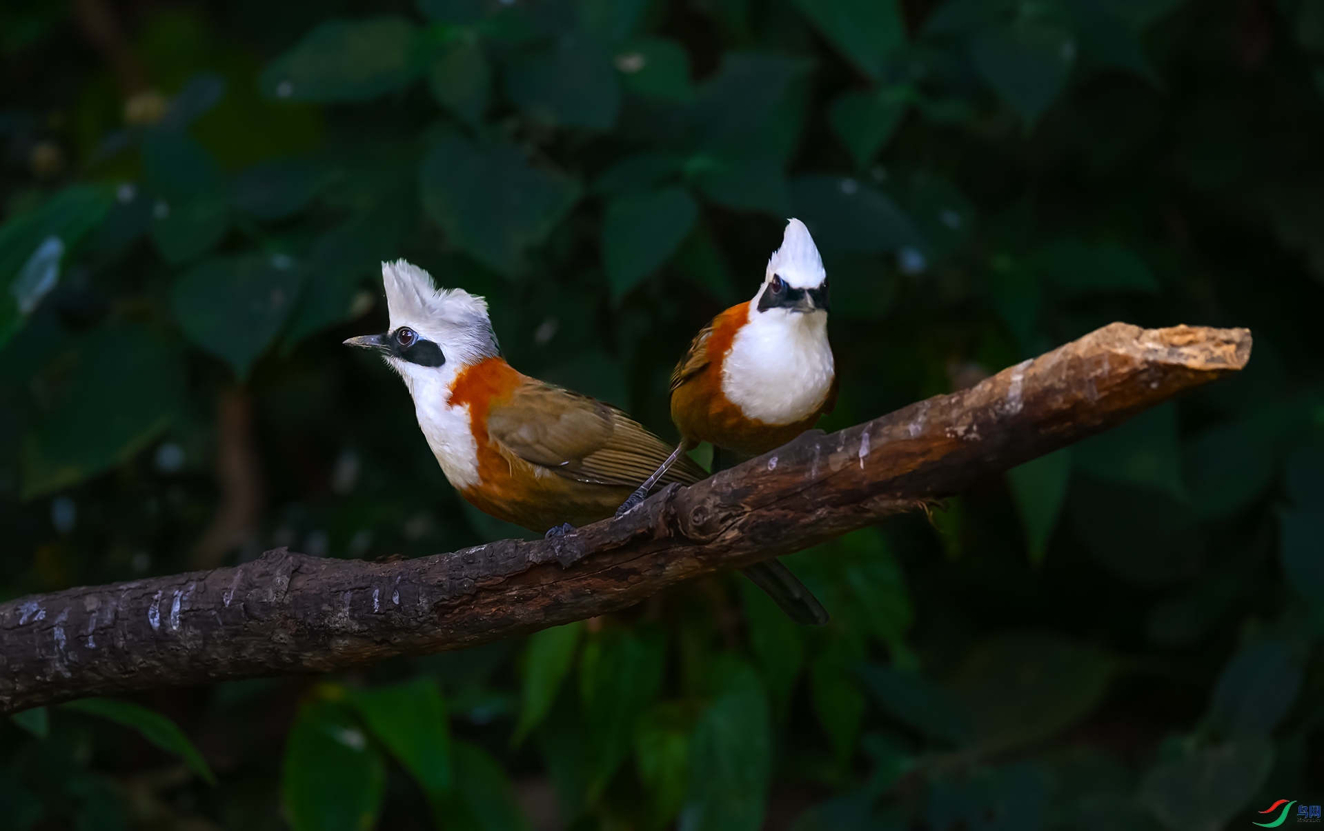 �׹�����