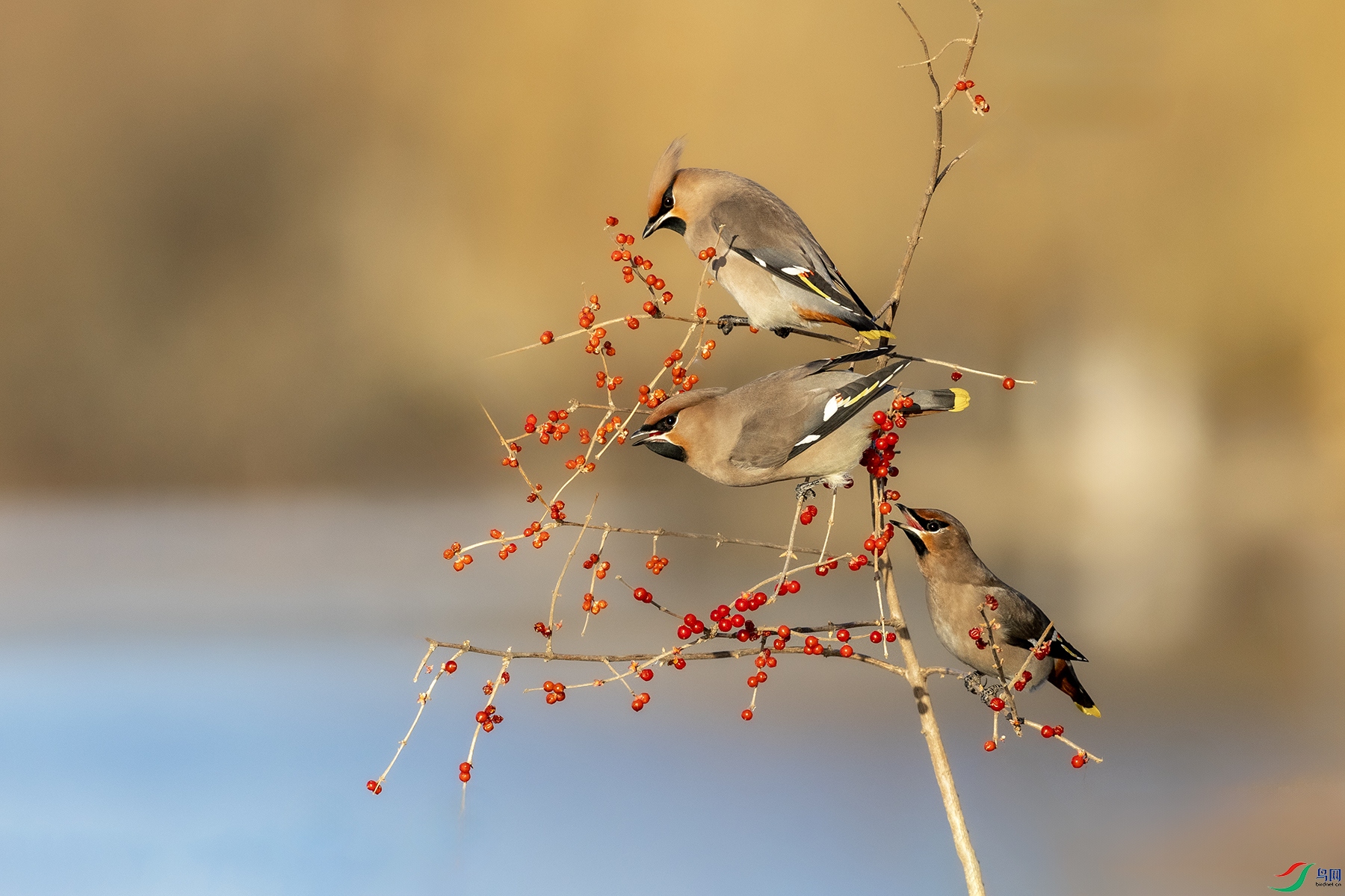 IMG_1125 ����.jpg