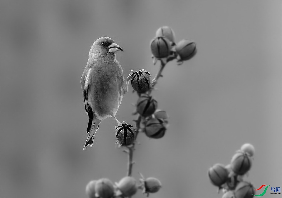 DSC_7927.JPG