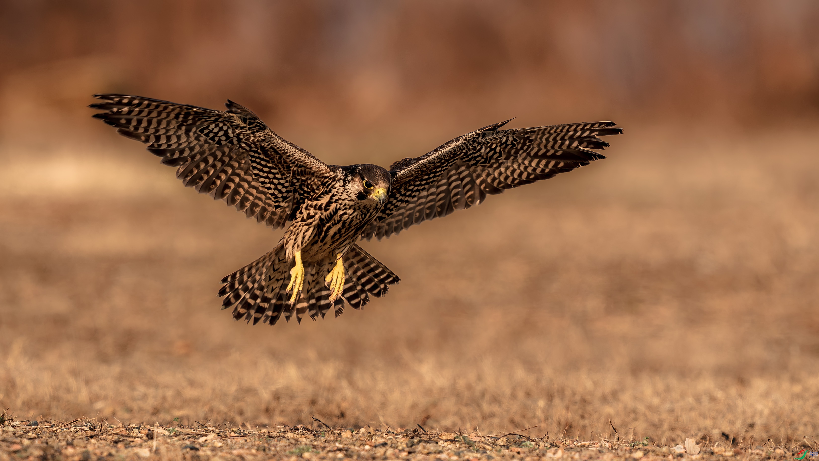 a_DSC9654_����.jpg