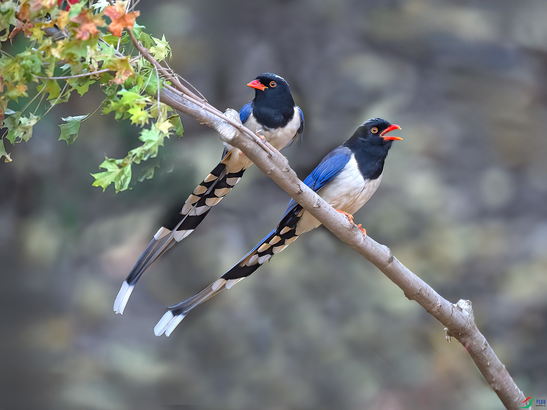 ������ȵ