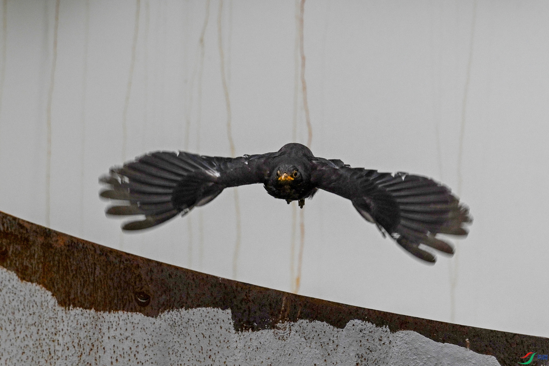 DSC_8087.JPG