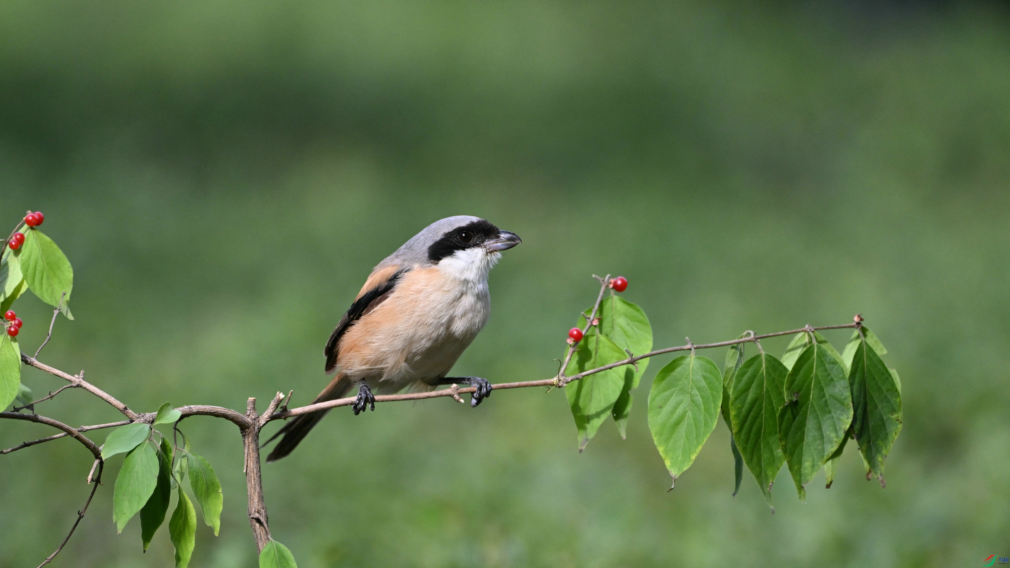 DSC_1186.JPG
