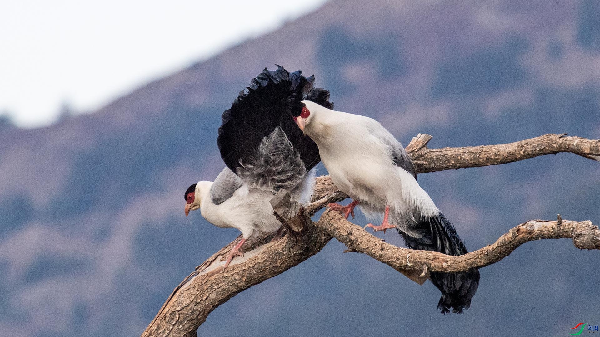 WGB_1097 ����.jpg