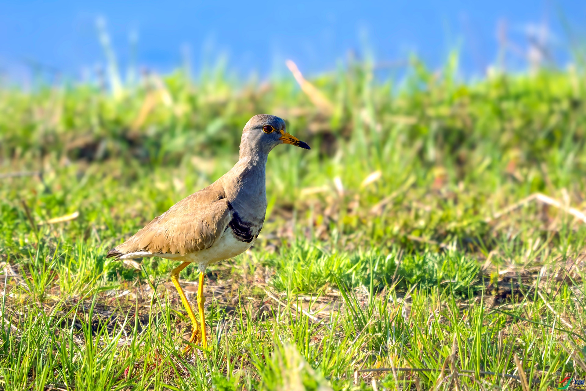 DSC08177 ����.jpg