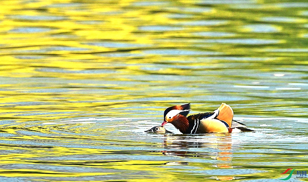 DSC_6185.JPG