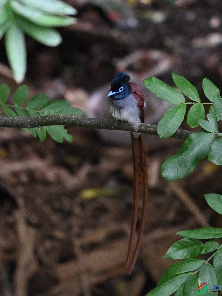 DSC_8101.JPG